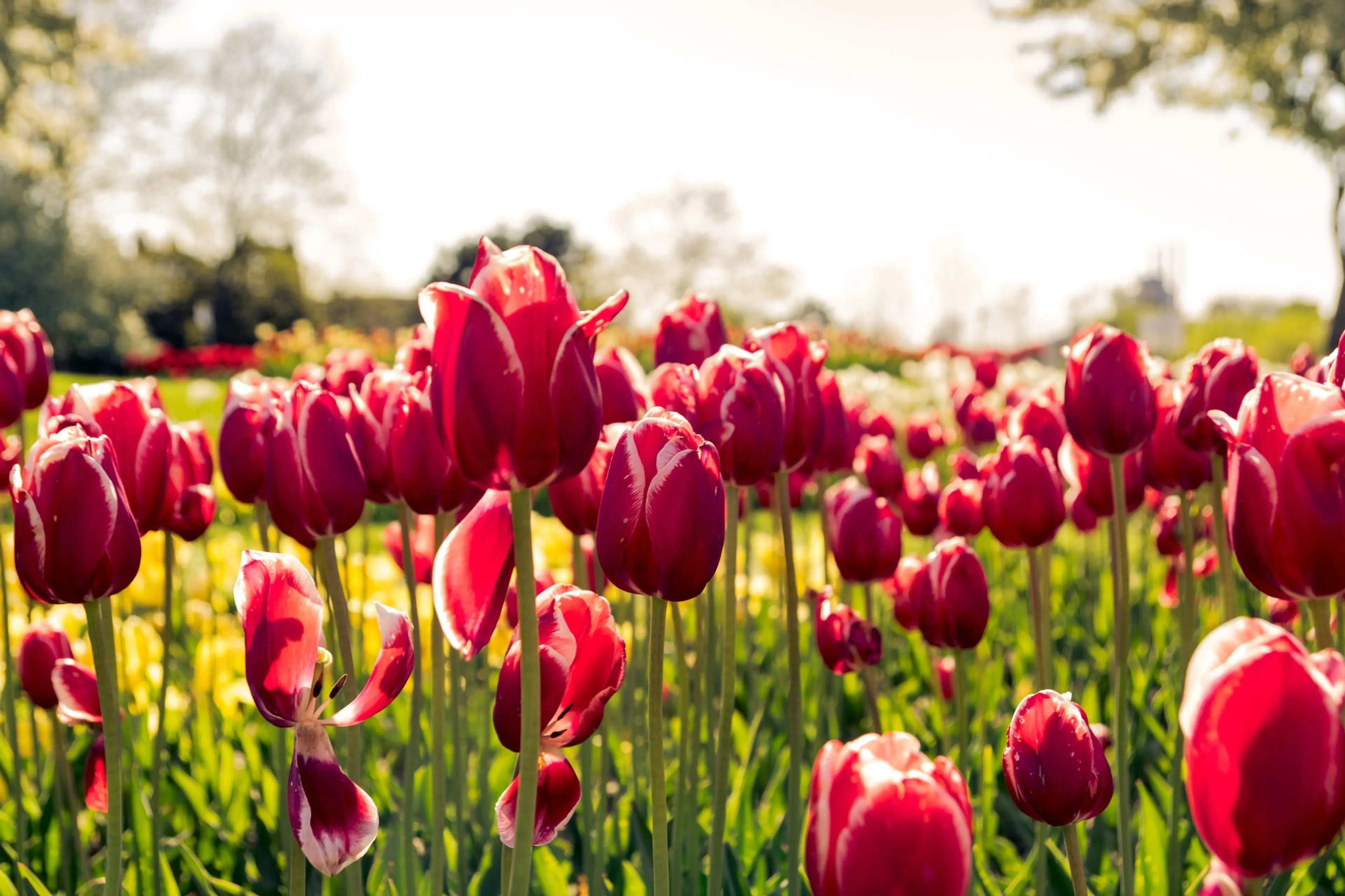 A close-up of red tulips