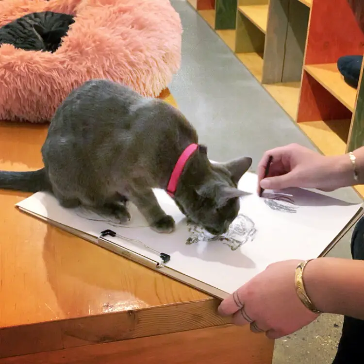 catfe cat life drawing