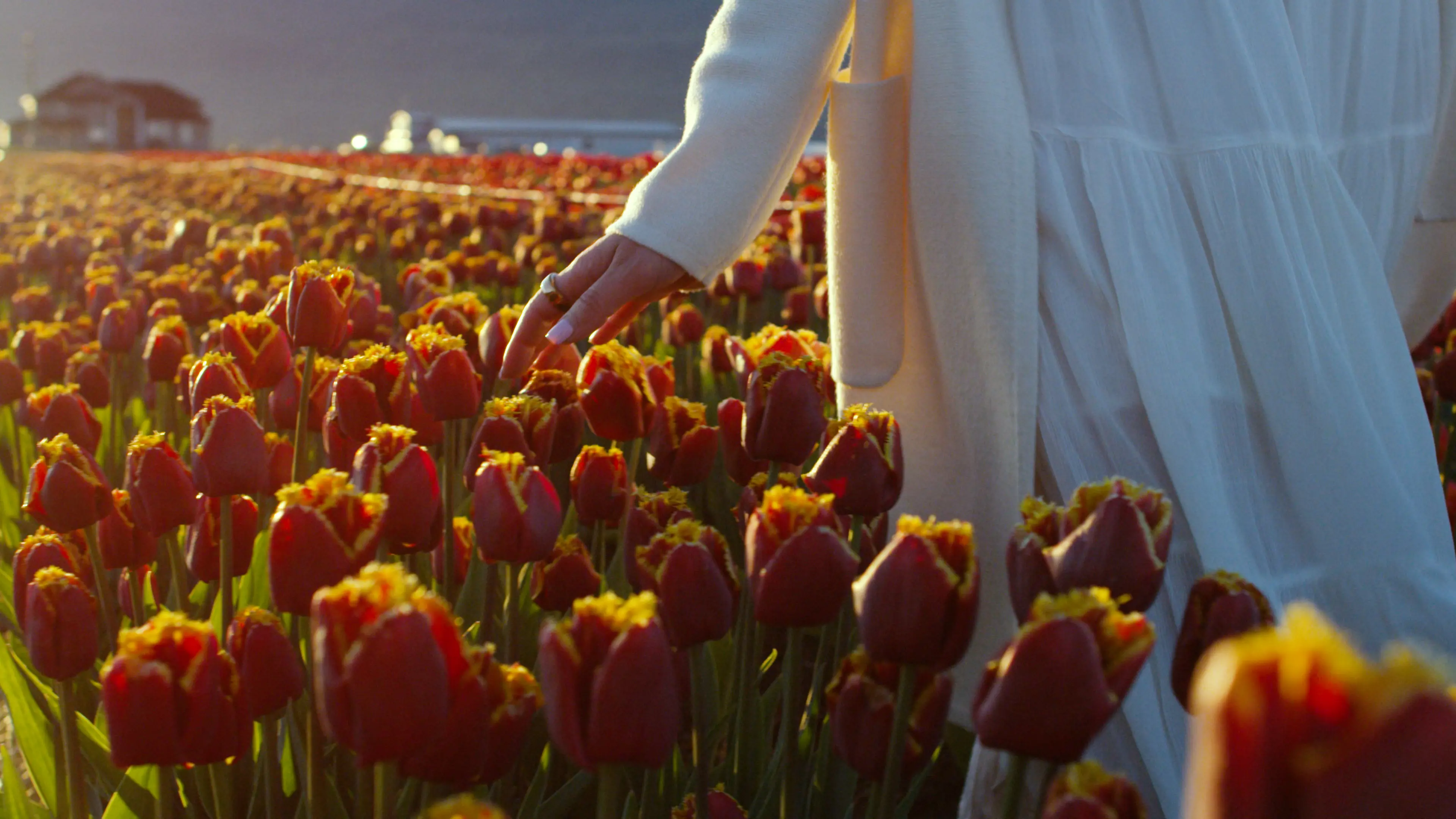 A person in a white dress and coat gently touching red tulips with yellow edges in a sunlit field.