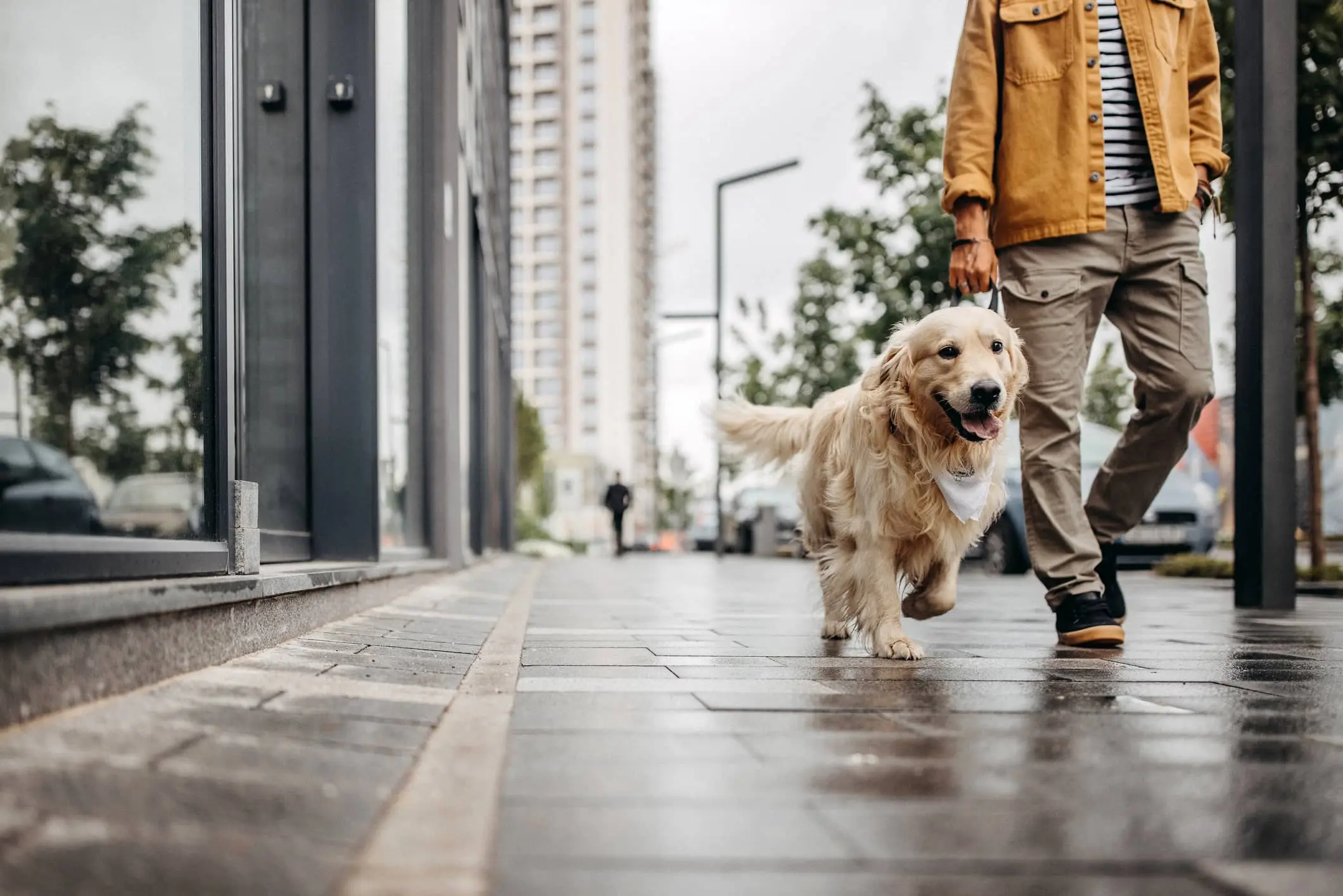 A man in an orange jacket is walking his happy dog in the city after the rain has stopped