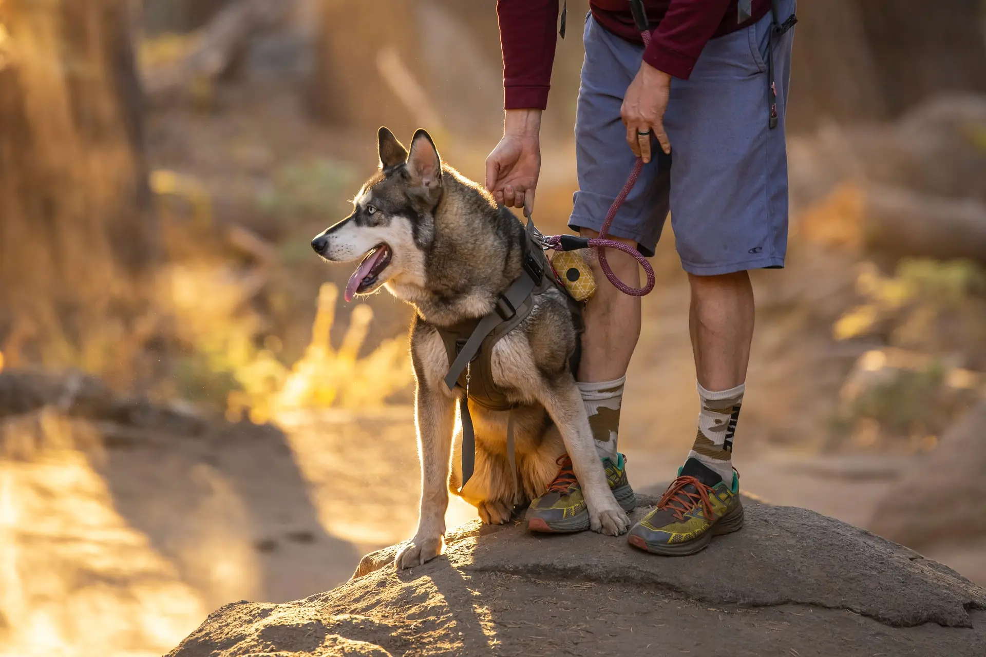 8 Dog-Friendly Hikes Around Vancouver