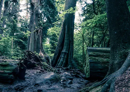 If These Stumps Could Talk – Exploring Stanley Park’s Rain Forest