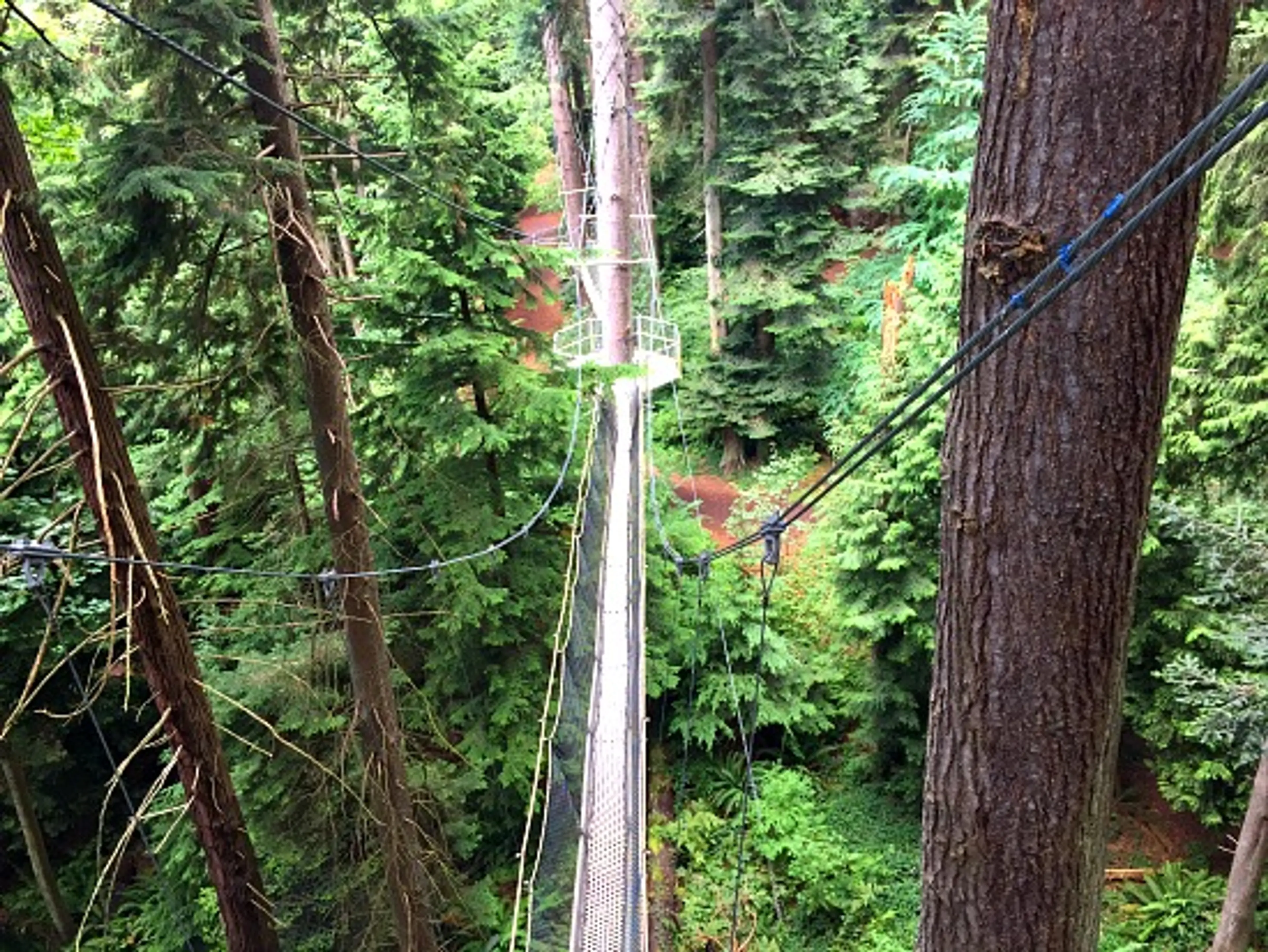 Greenheart TreeWalk | Photo: Bianca Bujan