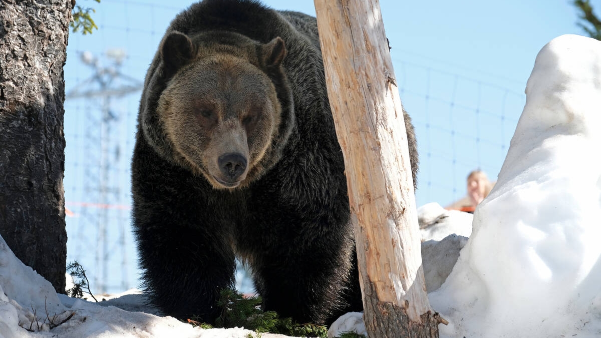 A grizzly bear in the snow on Grouse Mountain.