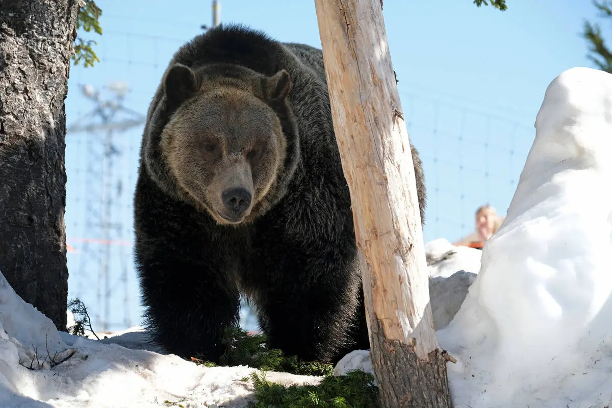 A grizzly bear in the snow on Grouse Mountain.