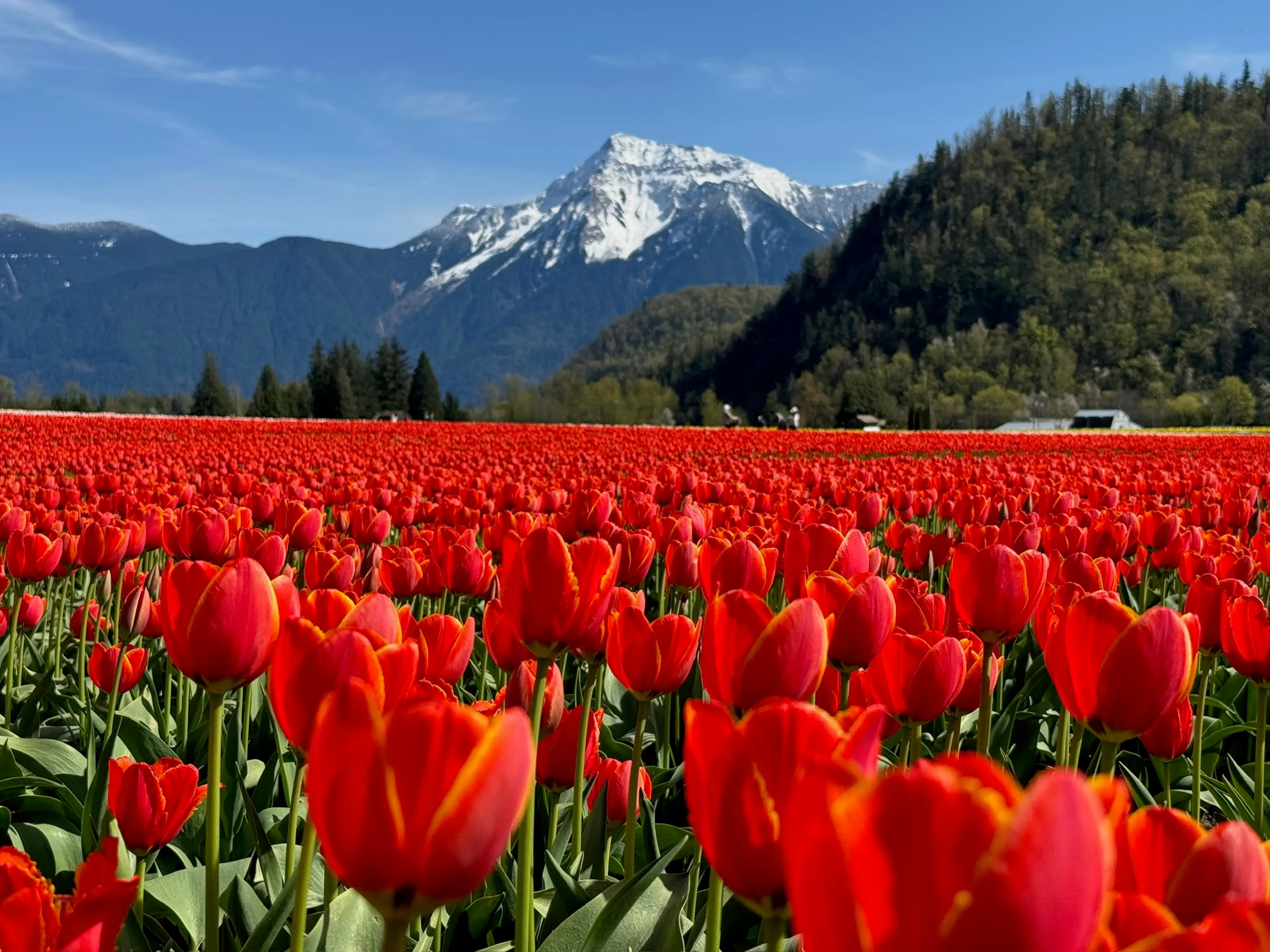 Tulips in front of a snowy mountain backdrop at the Harrison tulip festival.