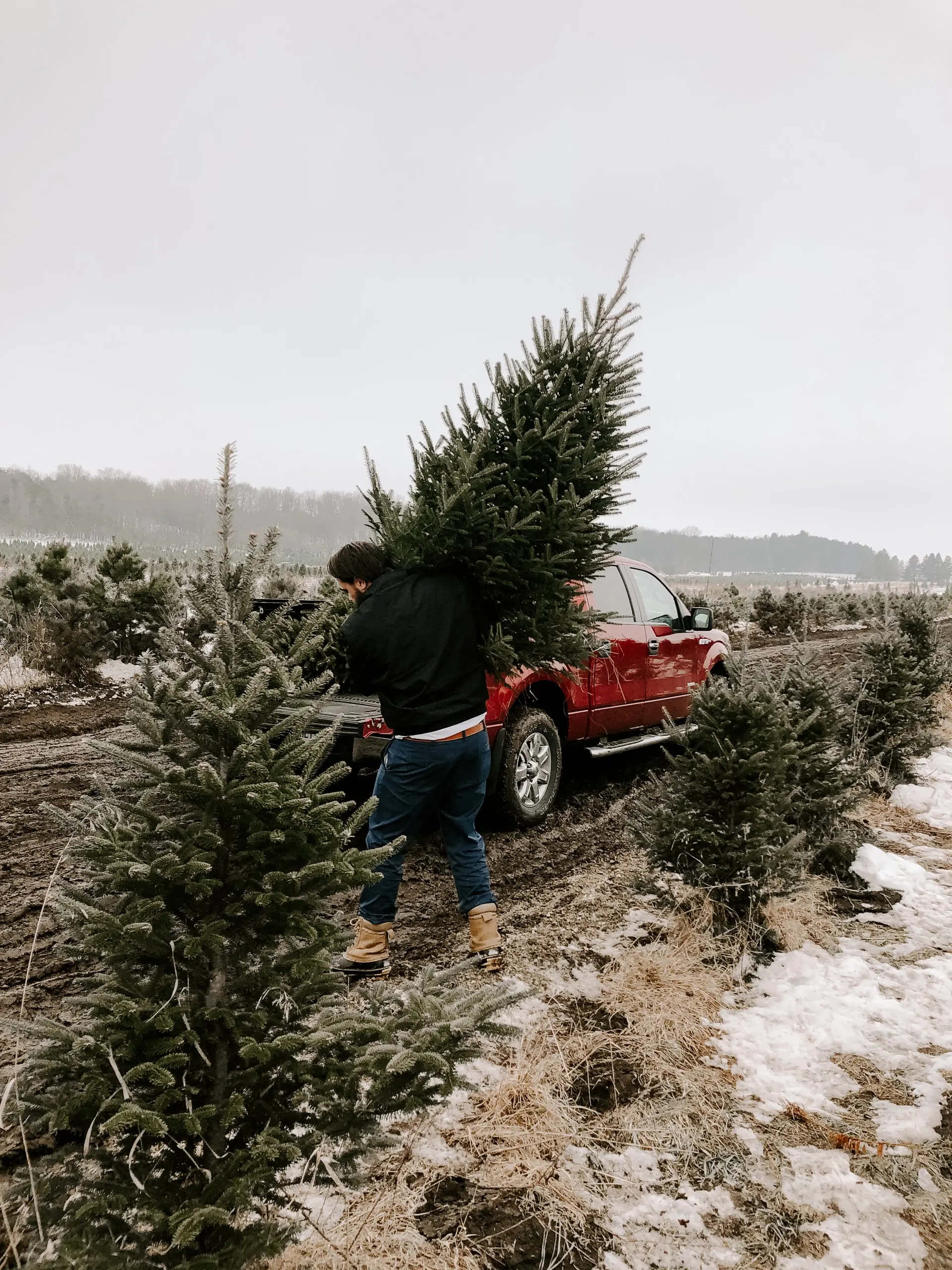 A man carries a freshly-cut Christmas tree to a truck on a Christmas tree farm