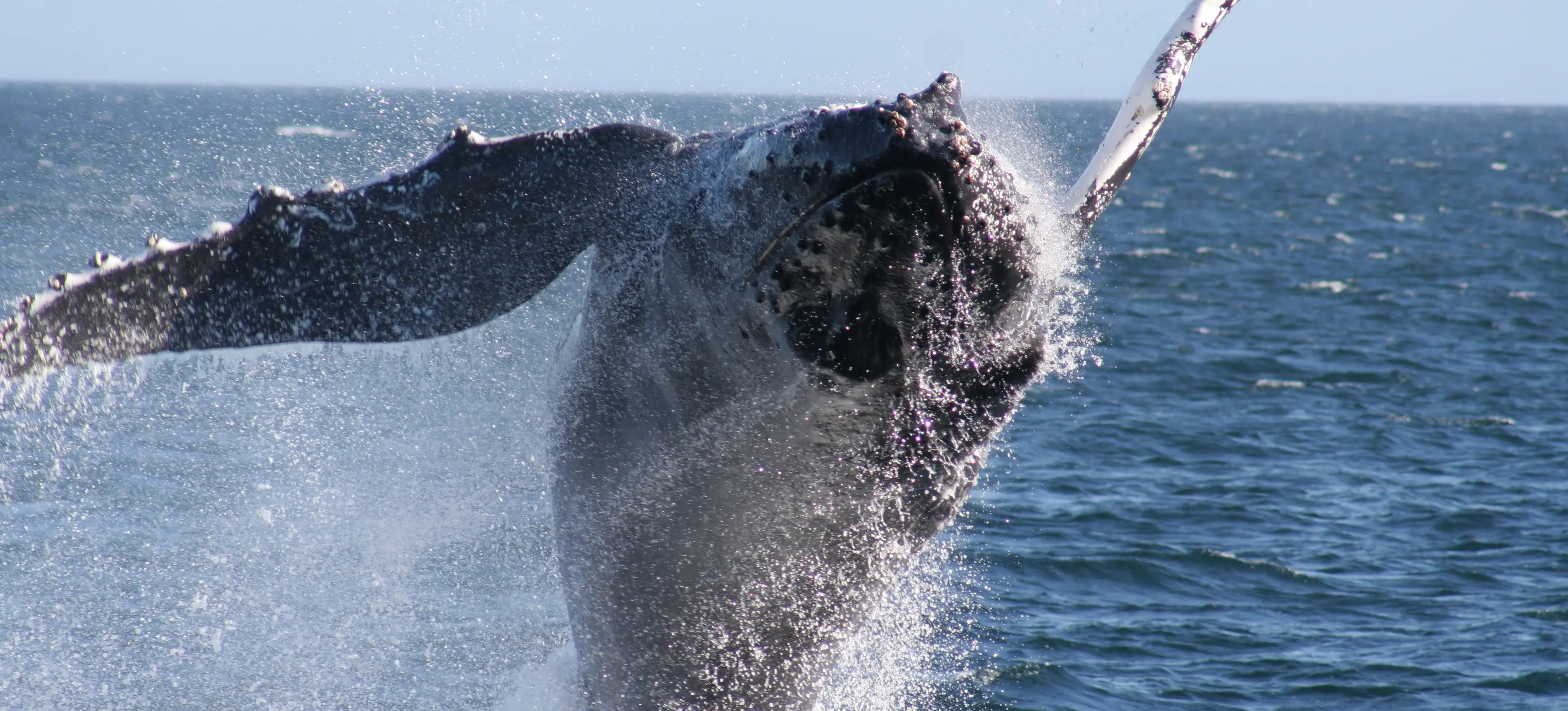 Humpback Whale