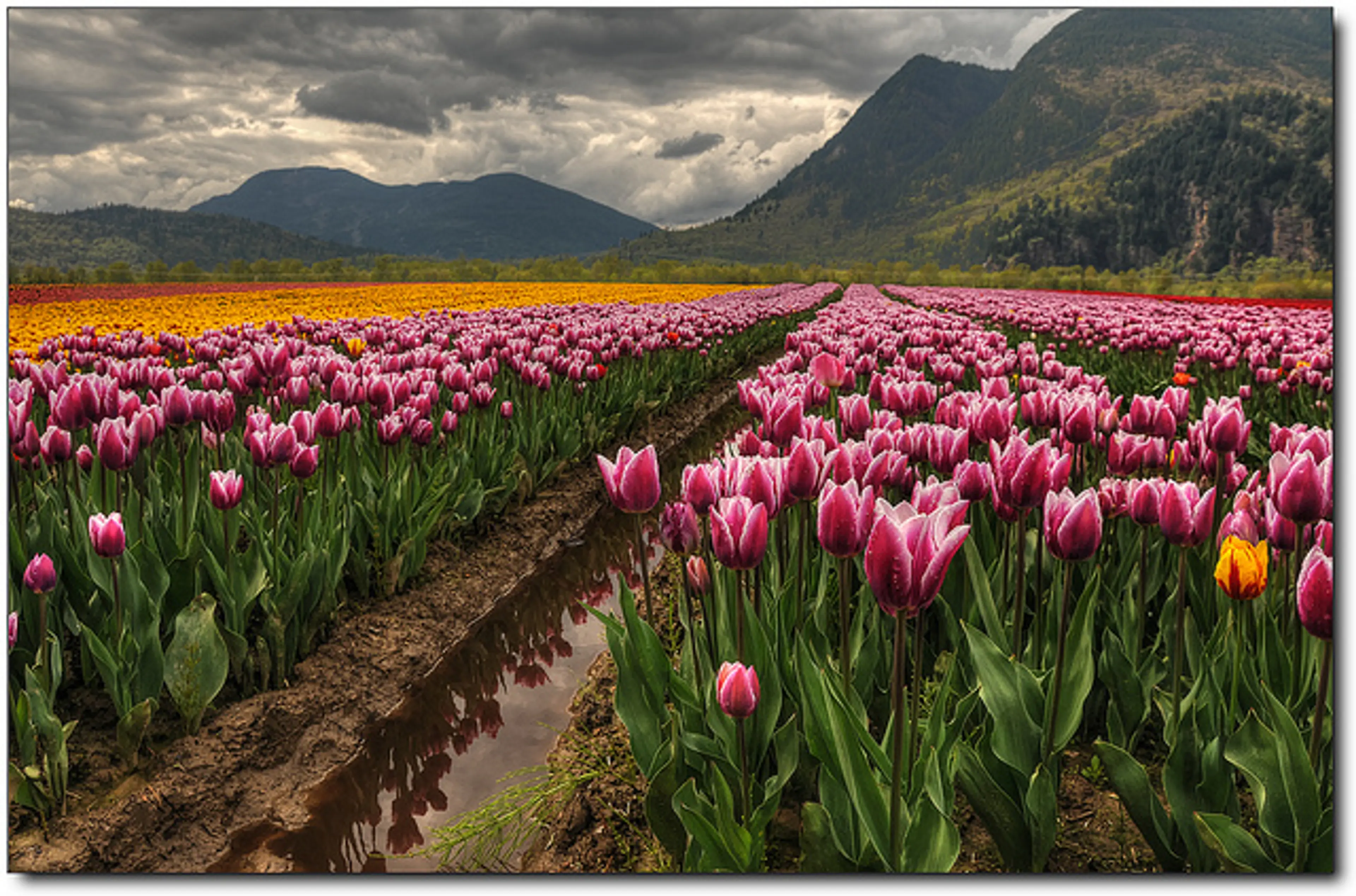 5 Reasons to Make the Roadtrip to the Abbotsford Tulip Festival