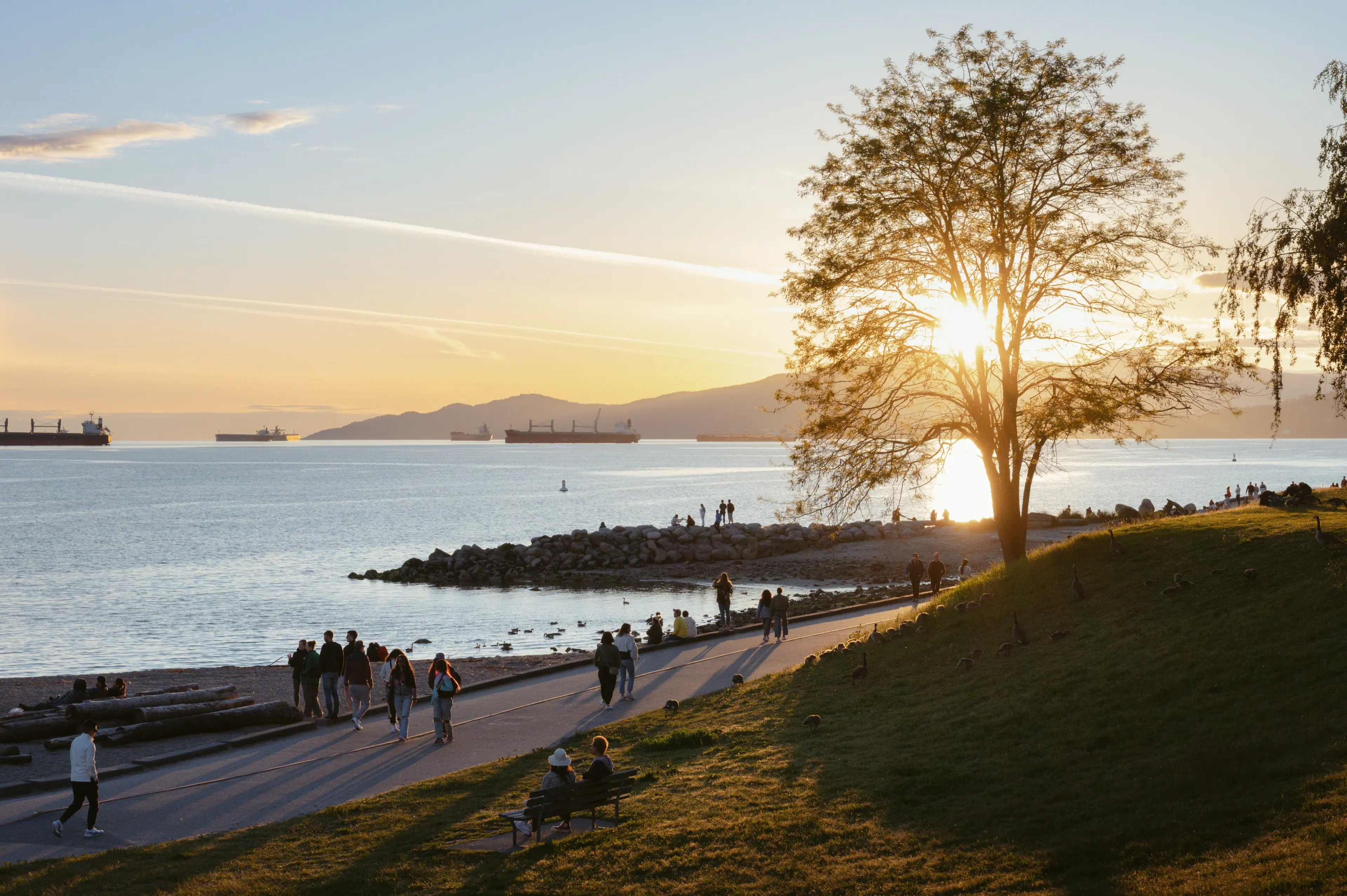 People walking and sitting near a waterfront at sunset with a tree and ships in the distance.