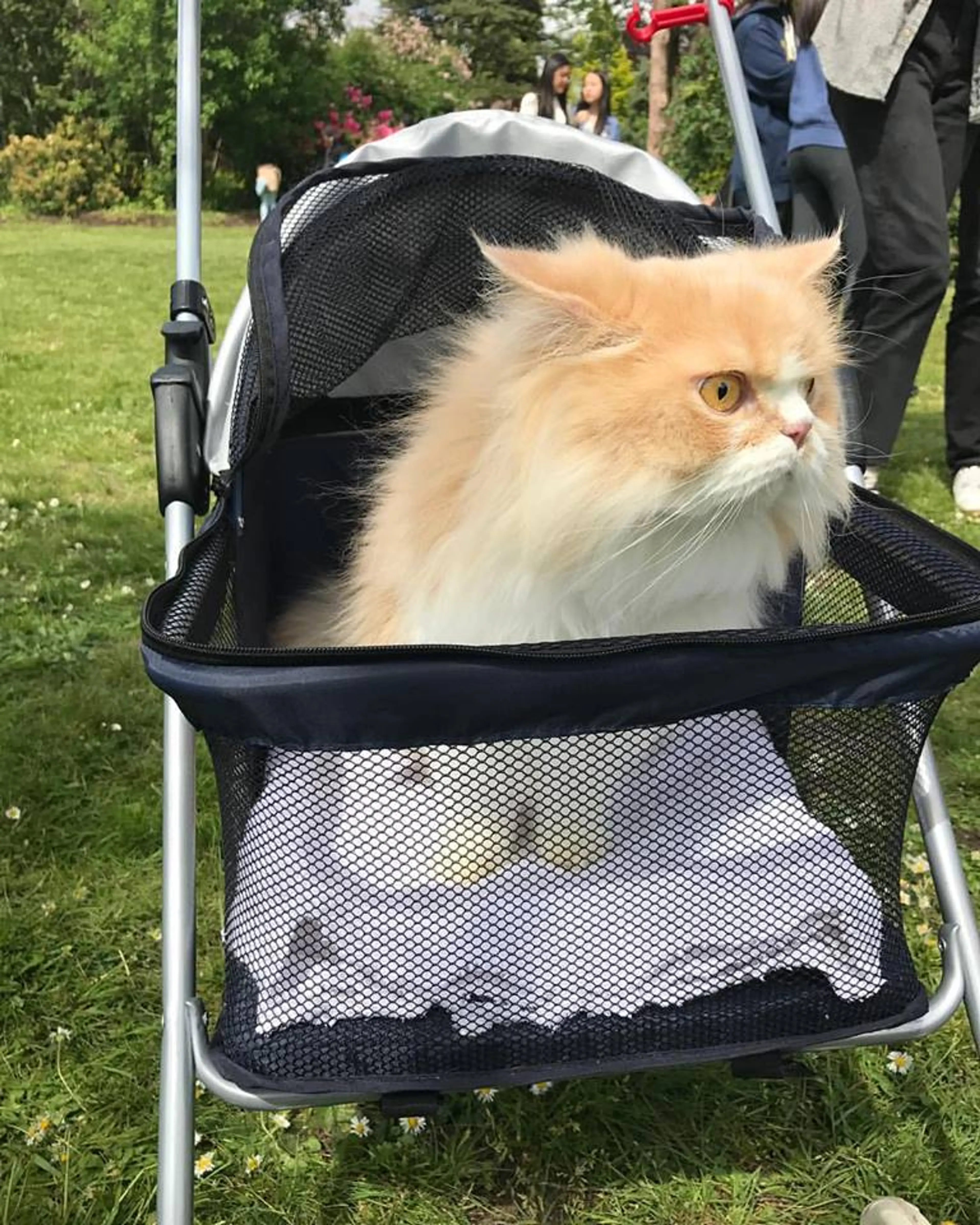 first caturday vancouver 2017