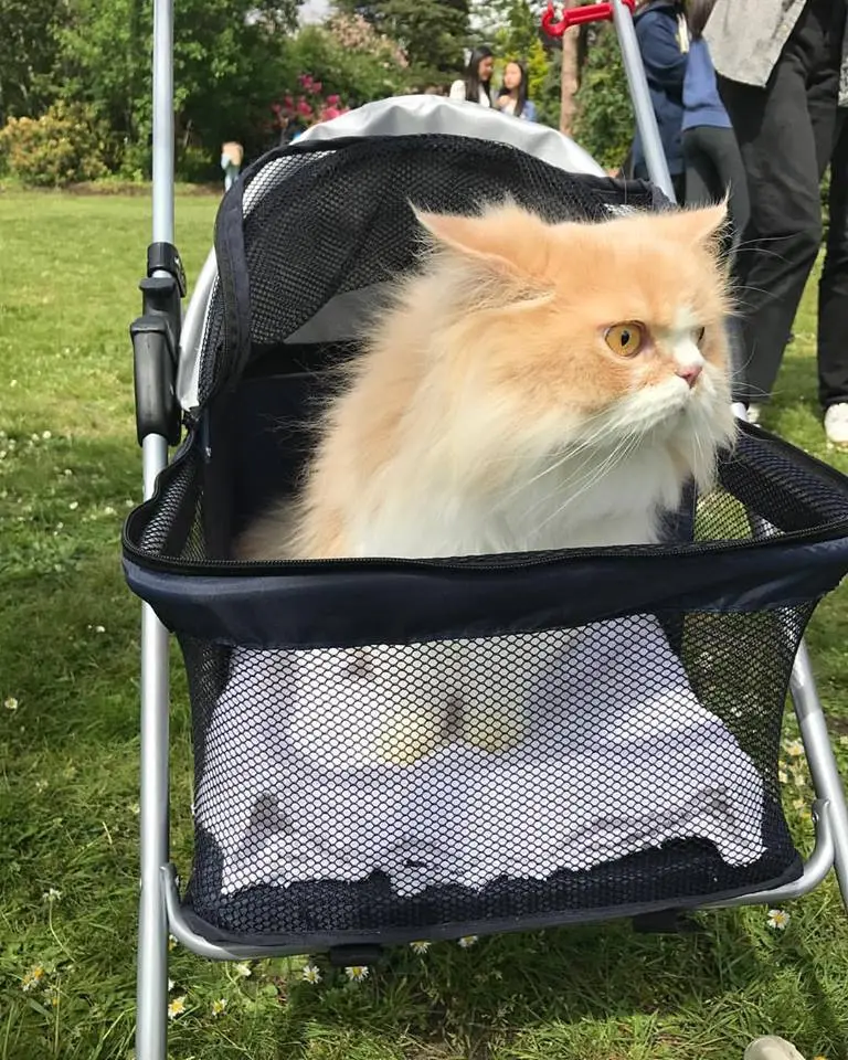 first caturday vancouver 2017