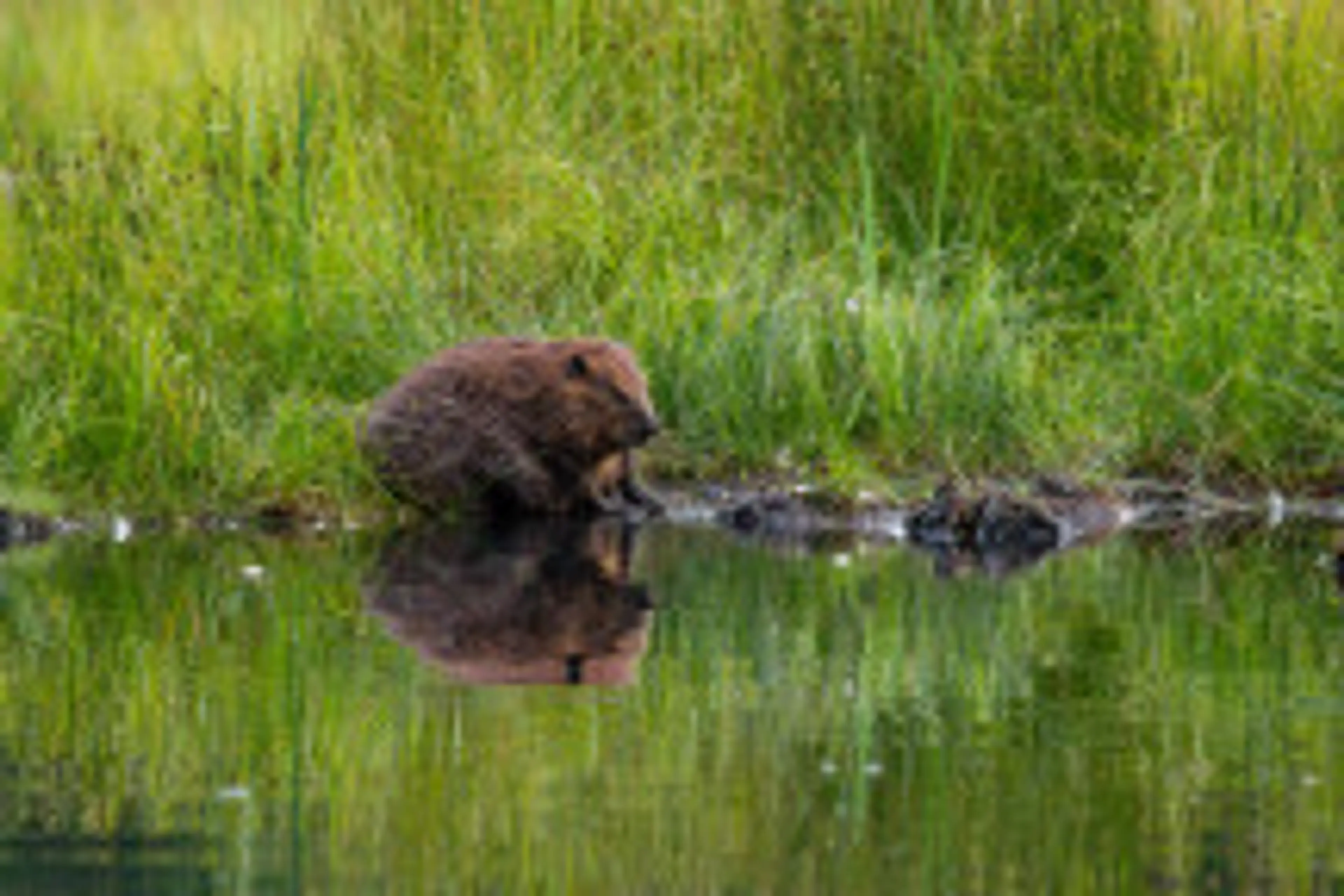 Water Loving Otters and Beavers | photo: Mark White