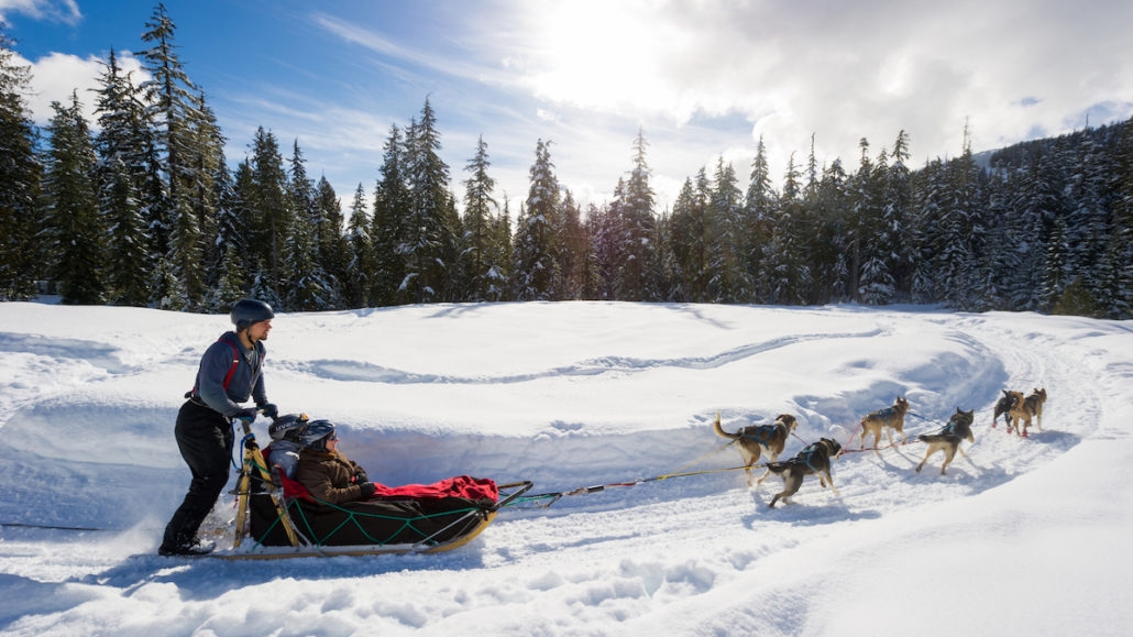 Dogsledding in the Callaghan Valley near Whistler