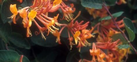 Lonicera Mandarin