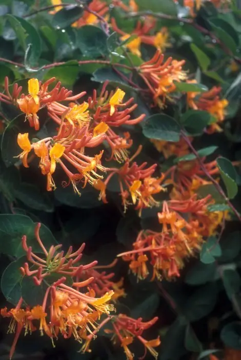 Lonicera Mandarin