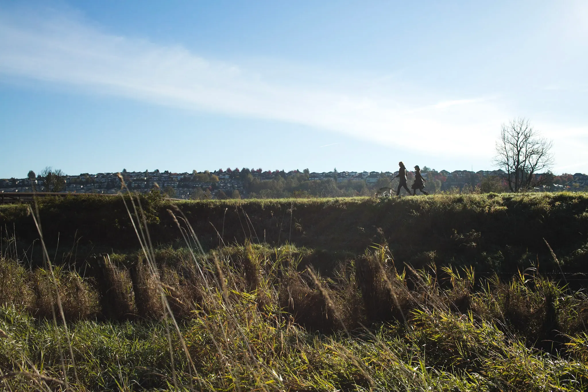 Walking the trails in Colony Farm Regional Park