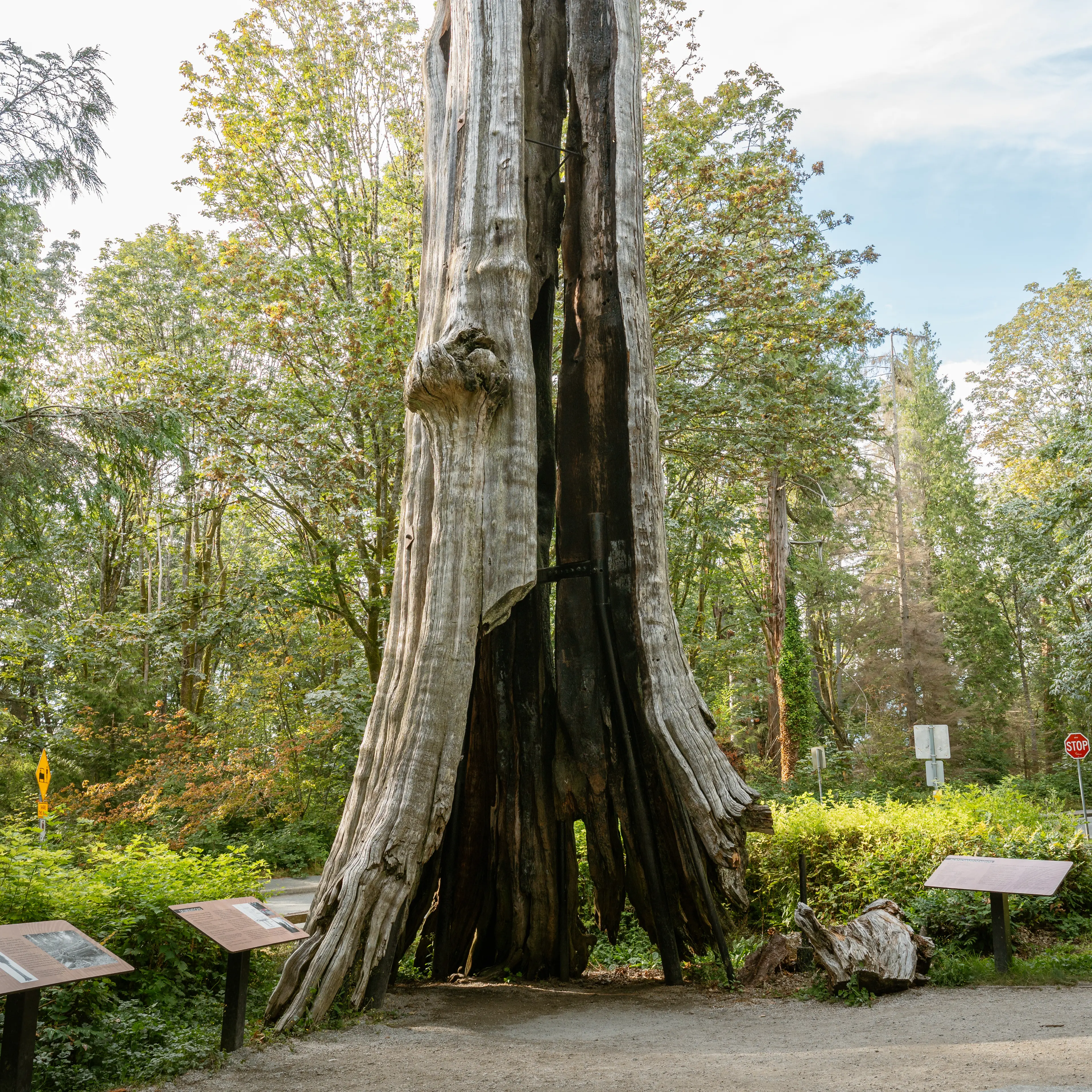 Hollow Tree