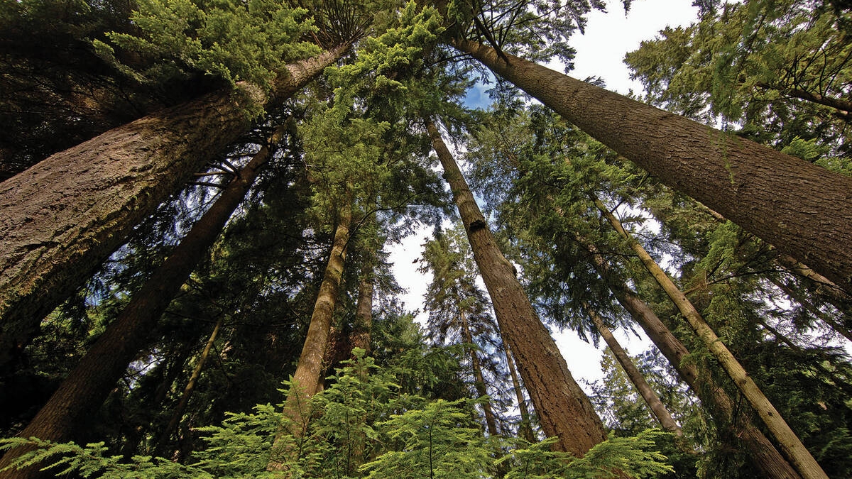 Rainforest at Capilano Suspension Bridge Park