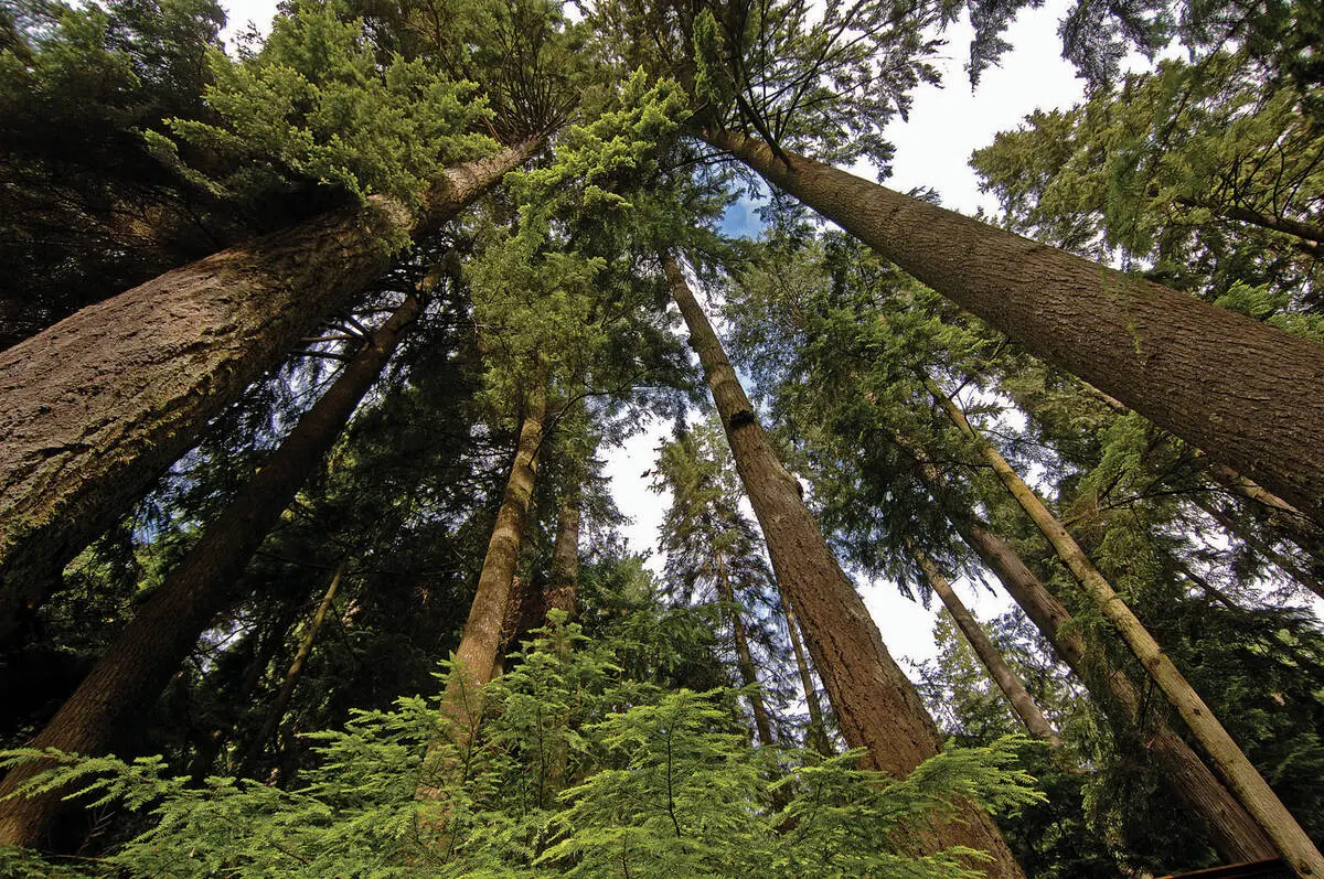 Rainforest at Capilano Suspension Bridge Park