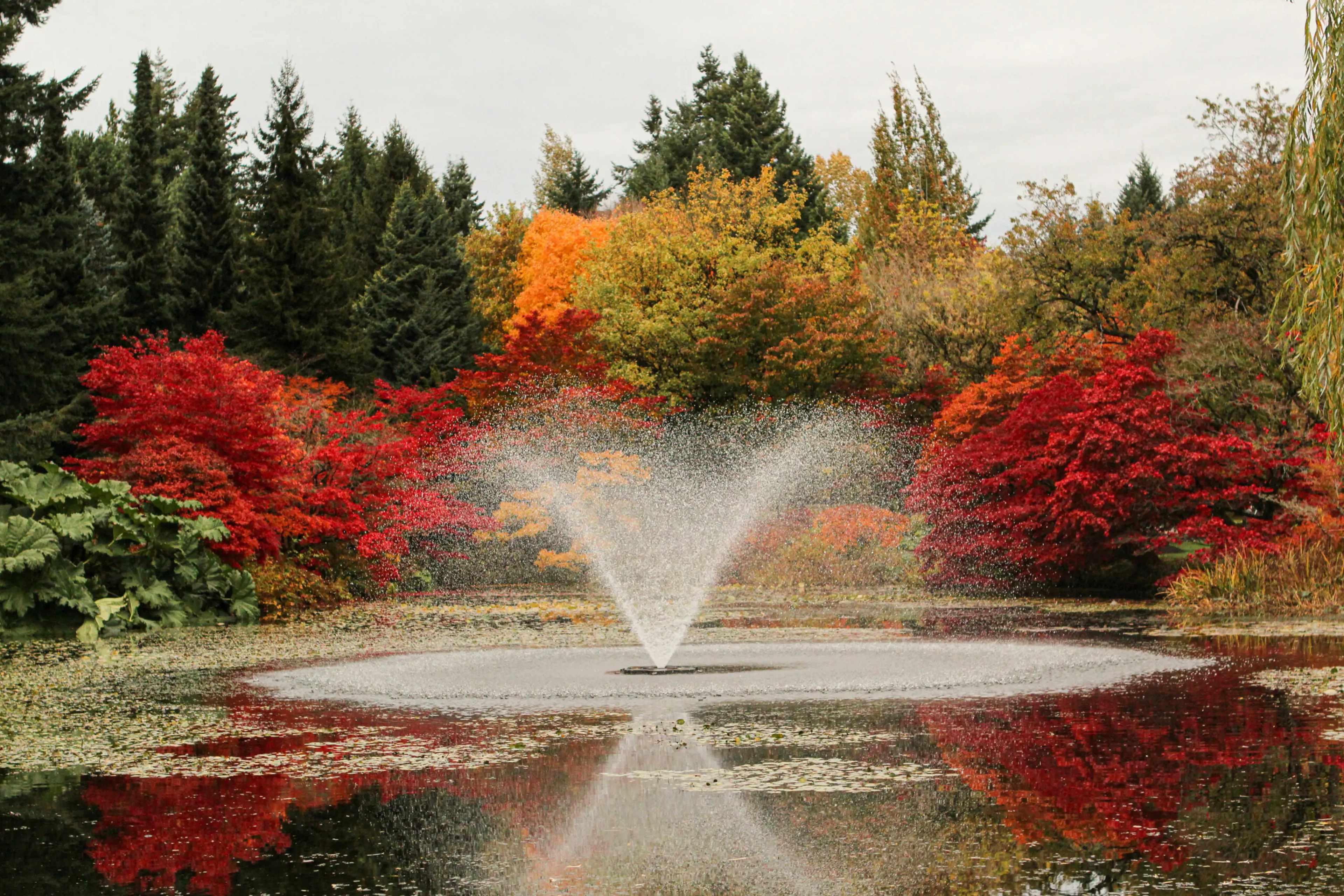 Experience Fall Colour at Vancouver’s Gardens