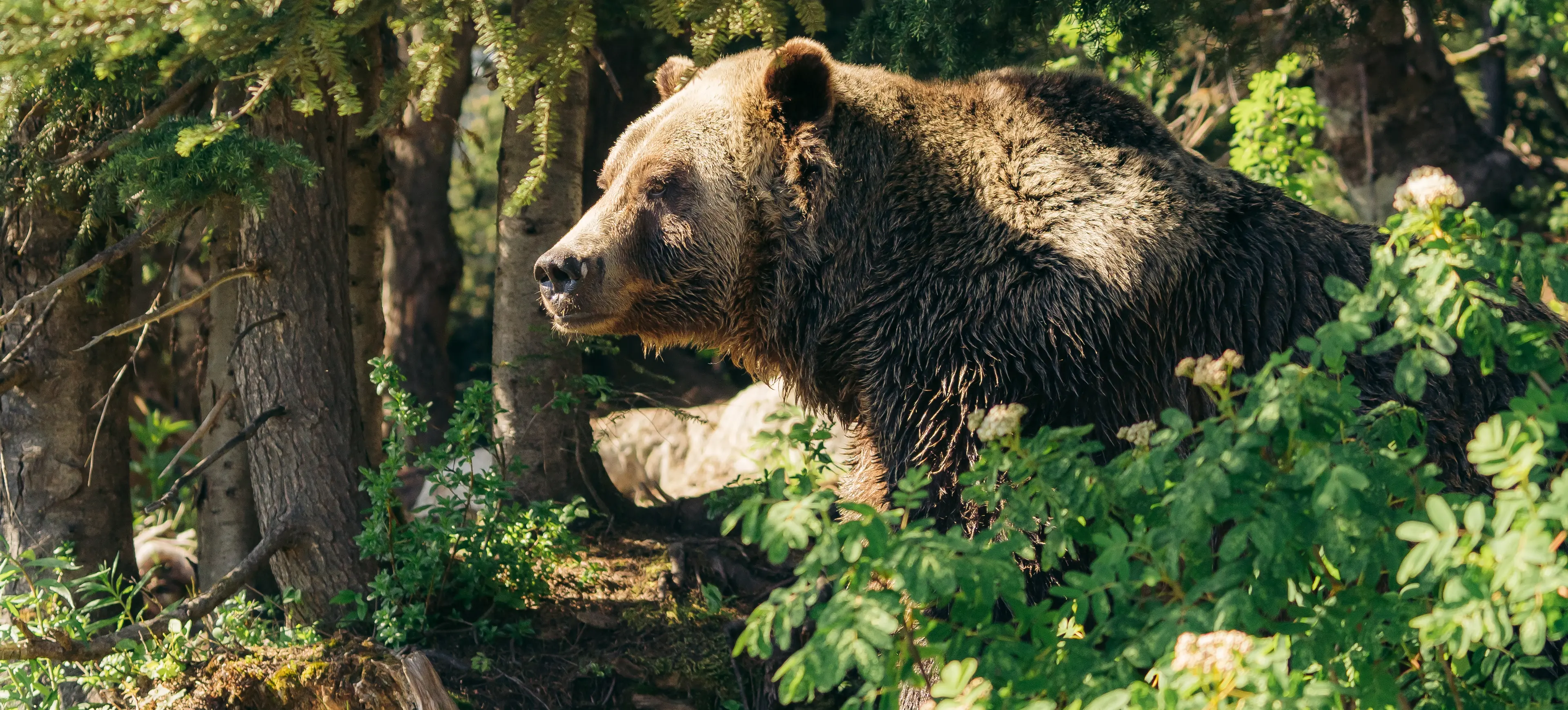Grizzly bear
