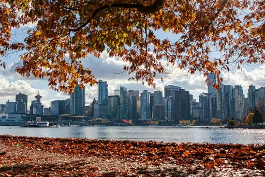 A view of a modern city skyline across the water, framed by tree branches with autumn leaves; fallen leaves cover the ground in the foreground—a perfect spot to add to your Vancouver itinerary.