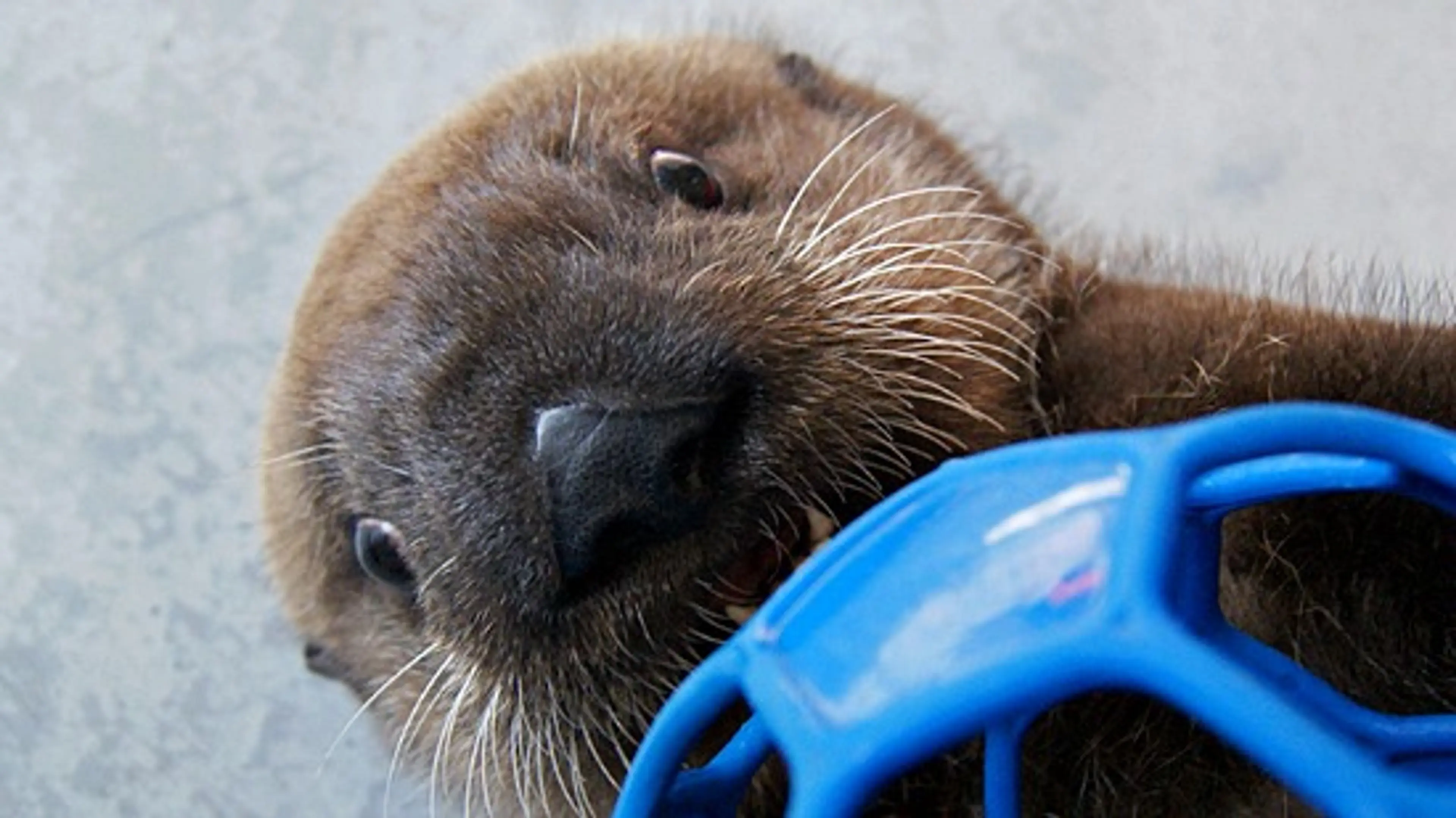 Kids In Vancouver: Visit The New Otter Pups At The Aquarium
