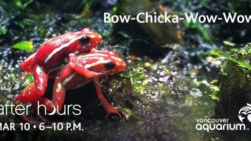 After Hours at the Vancouver Aquarium, March 10