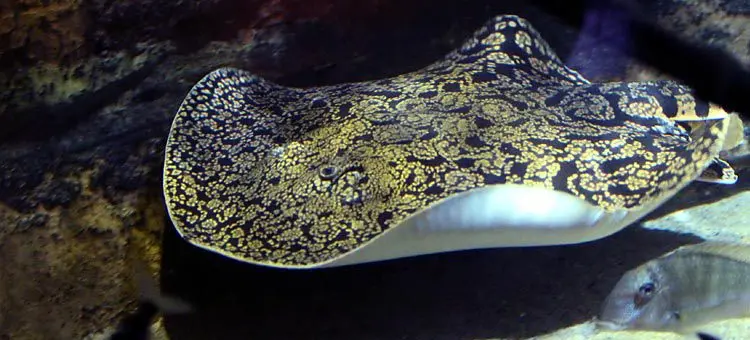 Vancovuer Aquarium