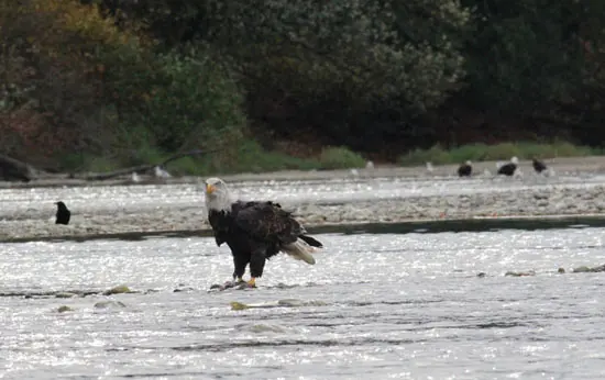 Birds of a Feather – Fraser Valley Bald Eagle Festival, Nov 19 – 20