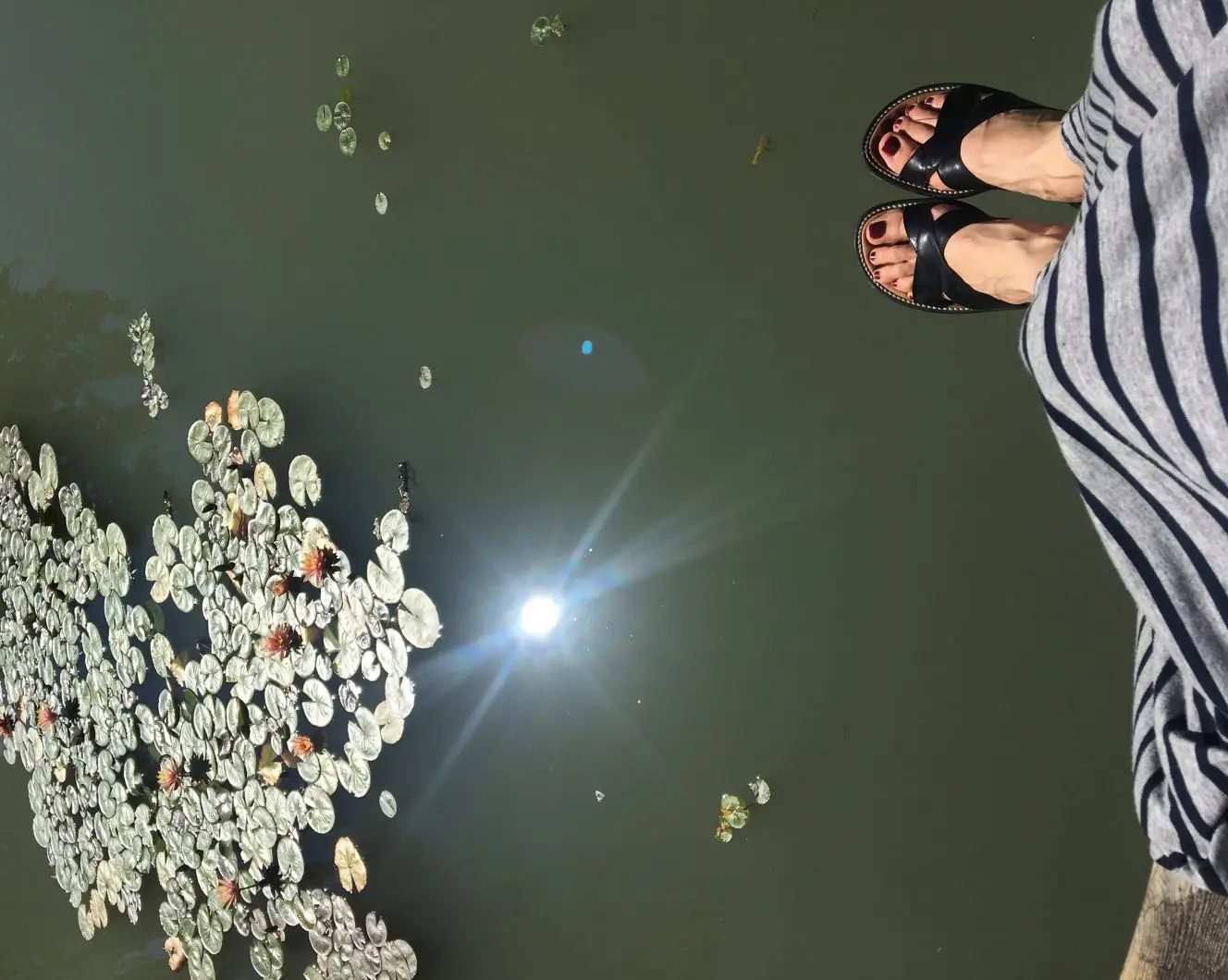 pon Vancouver lily pads