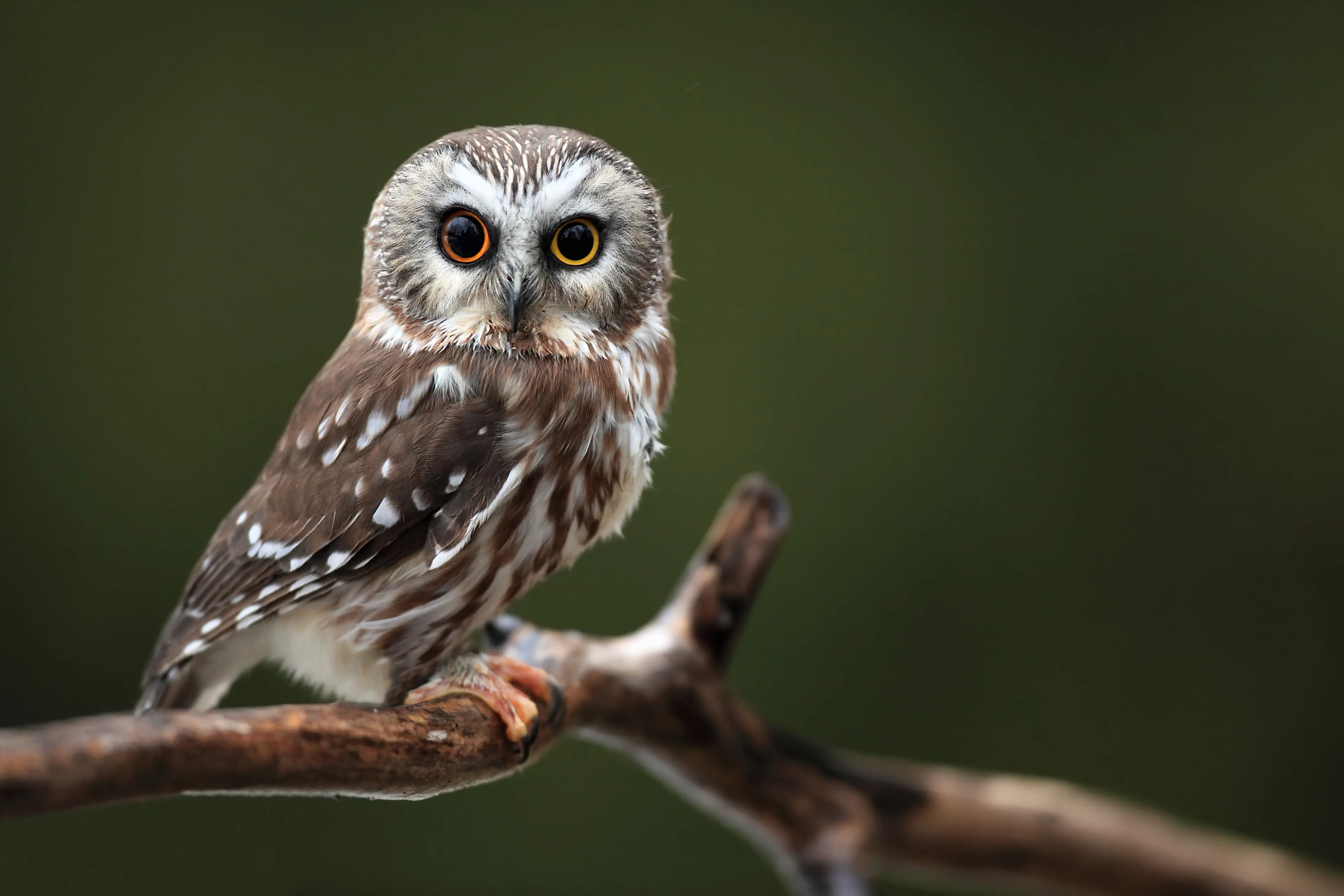 A close-up of a Northern Saw-whet Owl. 