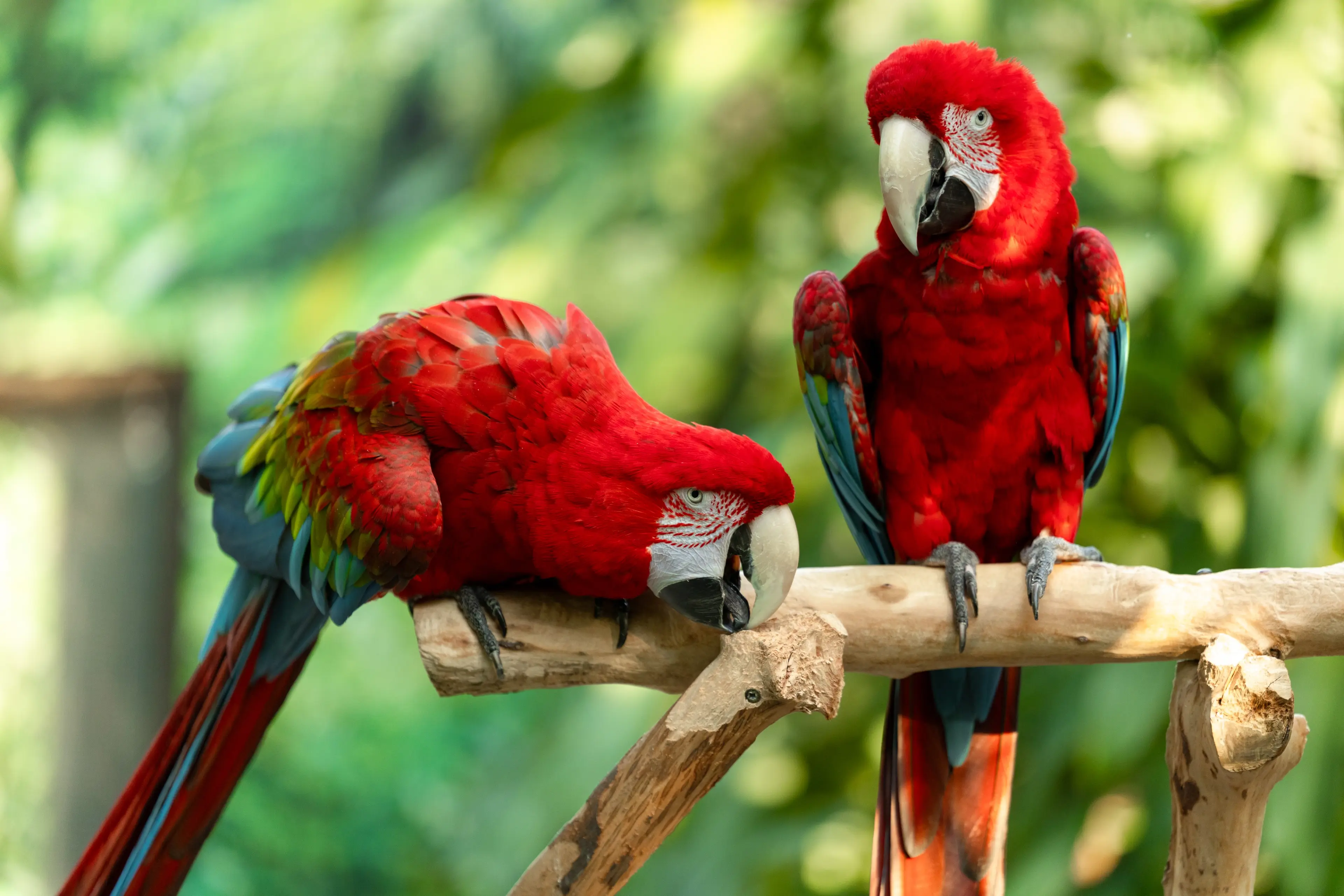 Bloedel Conservatory in Vancouver.