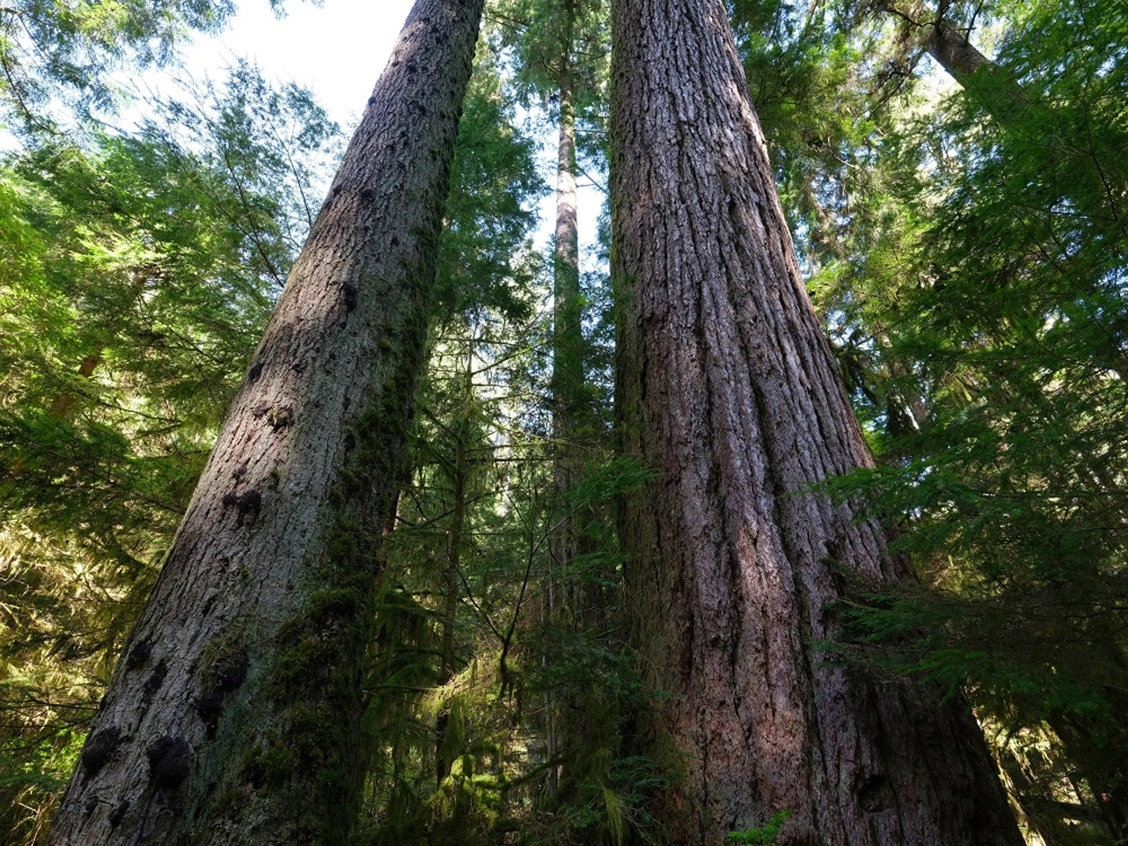 Celebrate Earth Day from Home – 3 Ideas to Get You Started