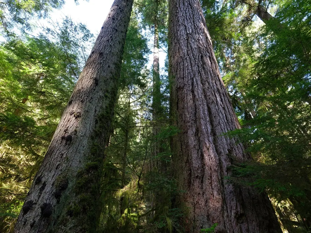 Celebrate Earth Day from Home – 3 Ideas to Get You Started