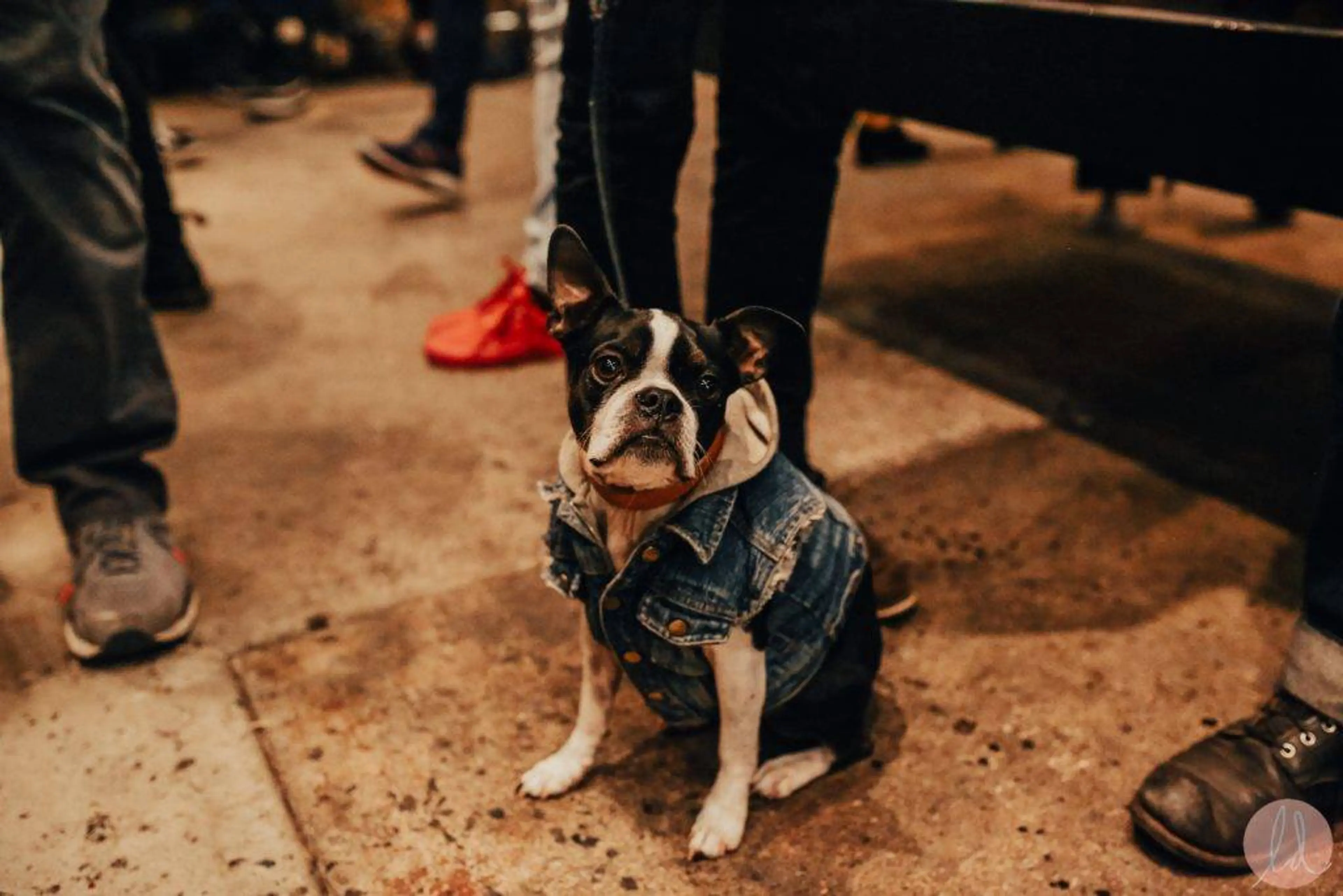 eastside flea dogs