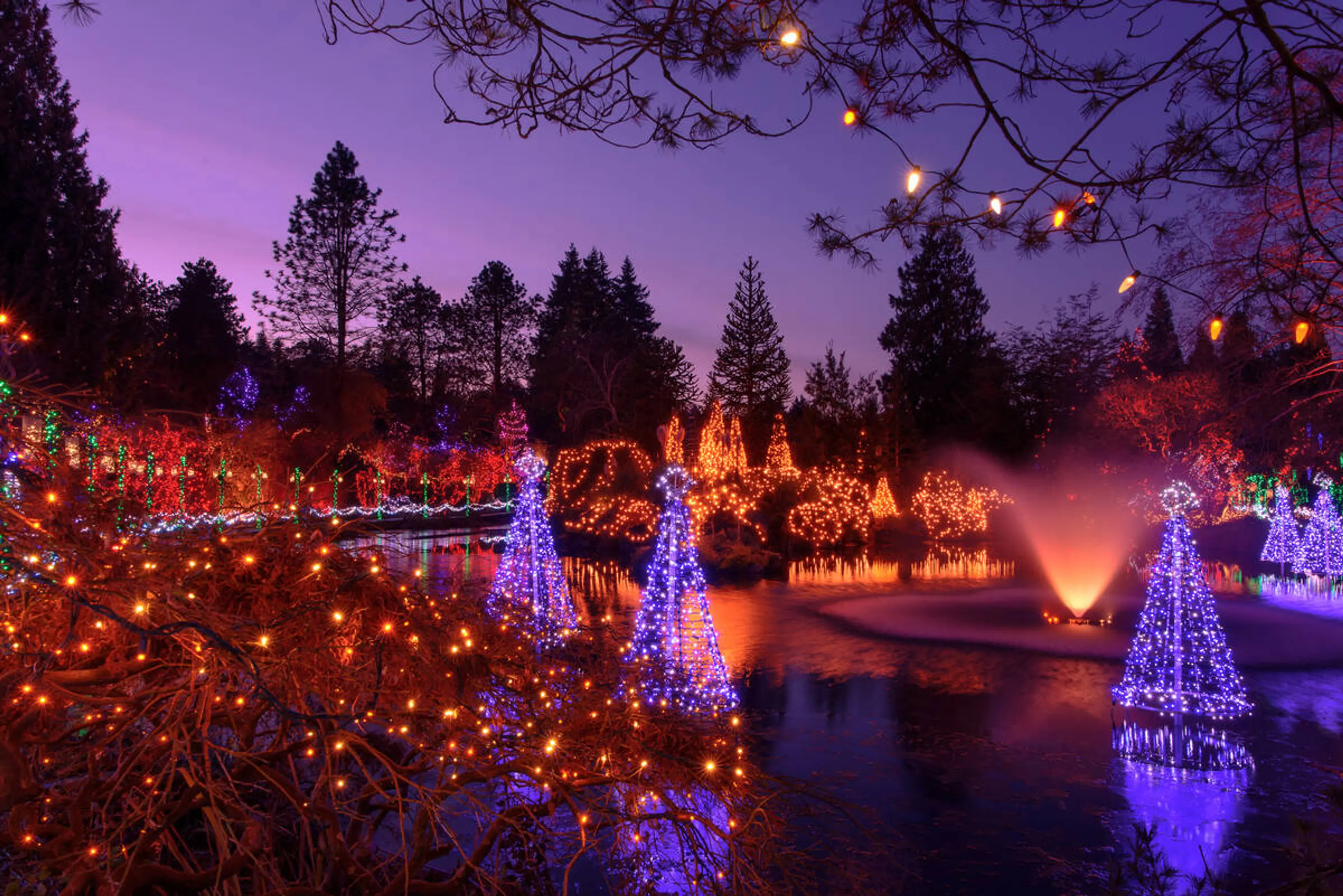 Holiday lights cover the trees and plants at VanDusen Botanical Garden during the Festival of Lights.
