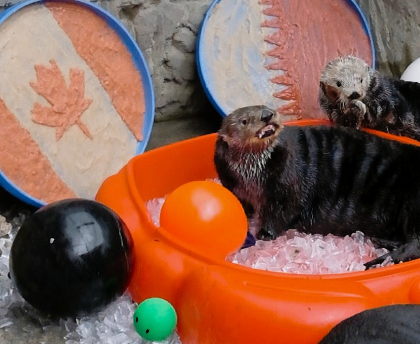 Two otters in an orange tub filled with ice, surrounded by black, orange, and green balls, with Canadian and Qatari flags in the background.