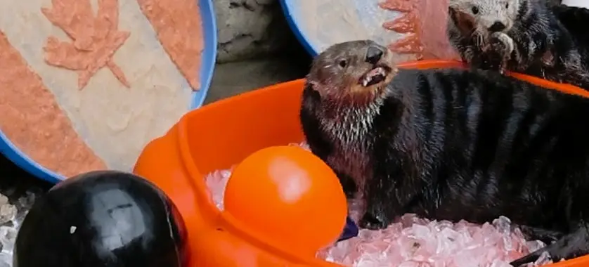 Two otters in an orange tub filled with ice, surrounded by black, orange, and green balls, with Canadian and Qatari flags in the background.