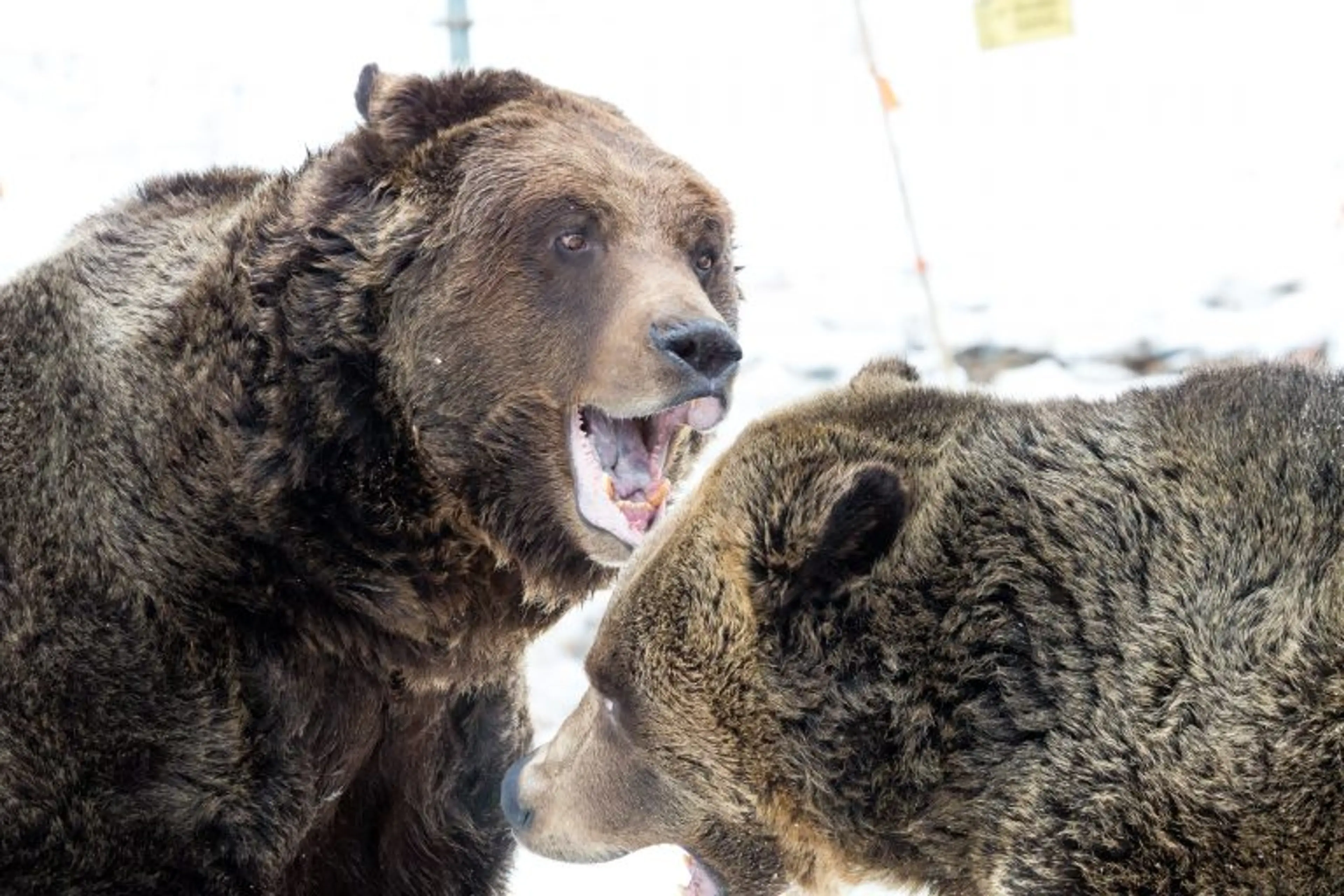 grouse mountain grizzly bears