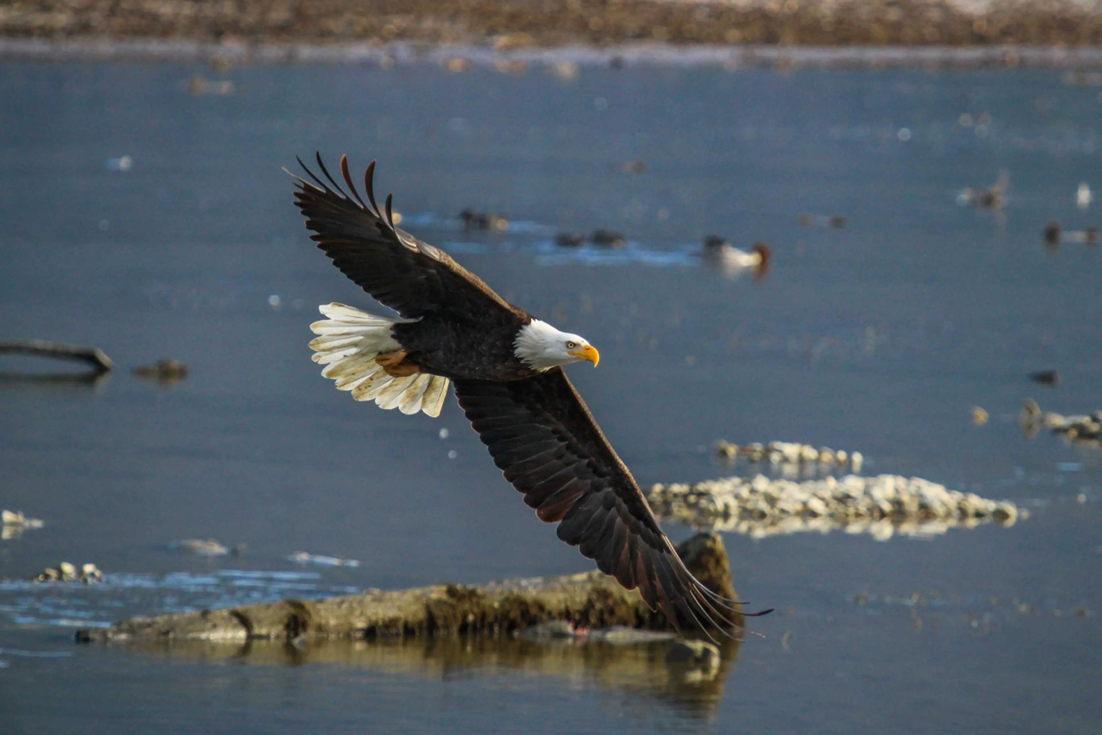 A bald eagle flies over a river in Harrison Mills. 