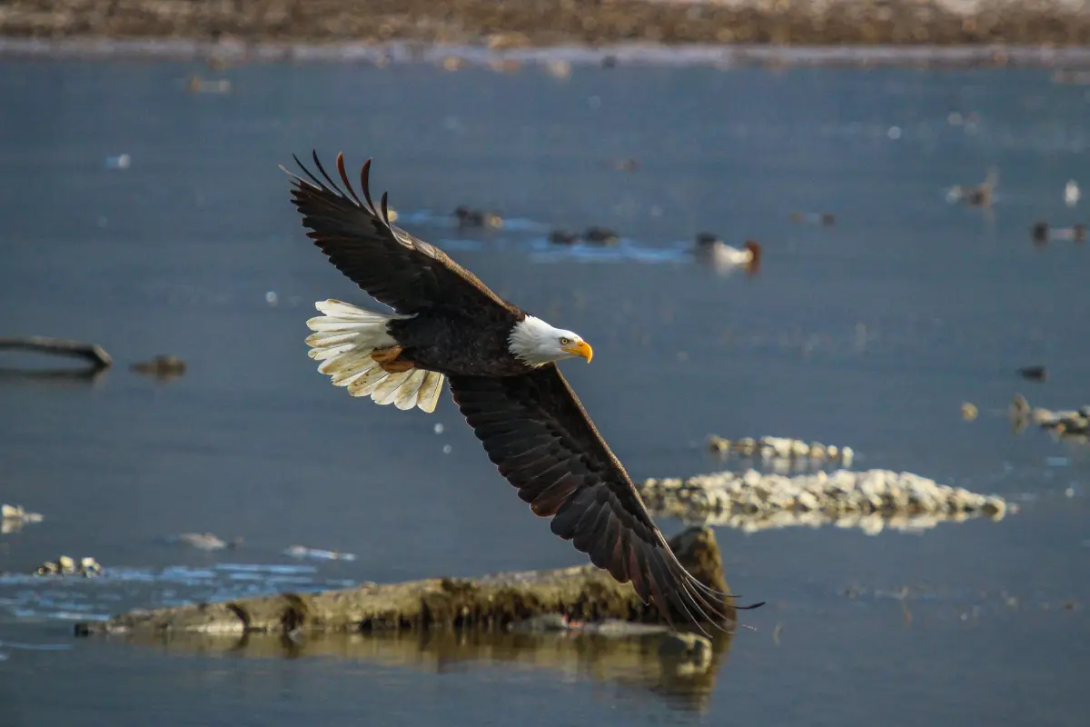 A bald eagle flies over a river in Harrison Mills.