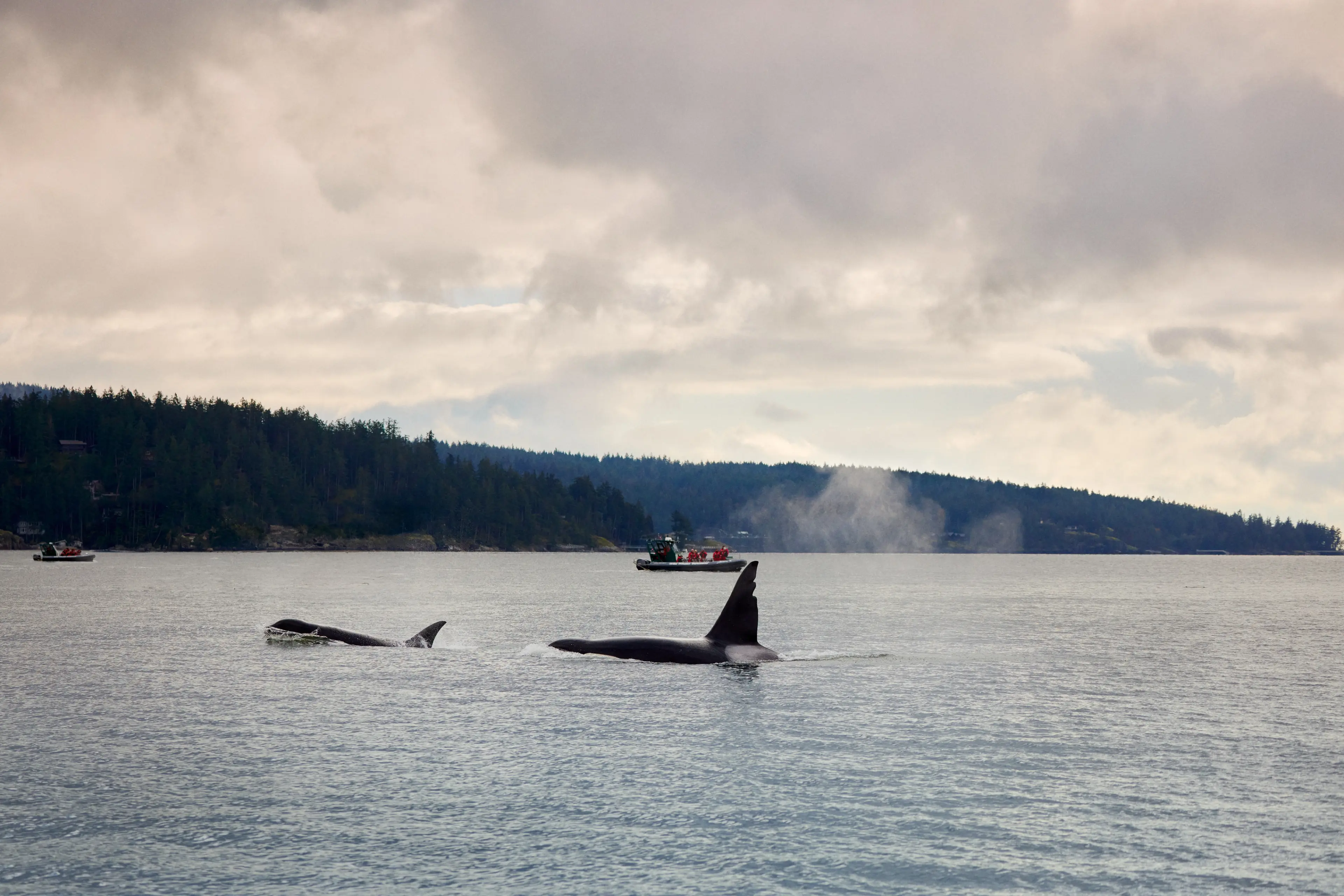 Whale watching with Wild Whales, Vancouver.