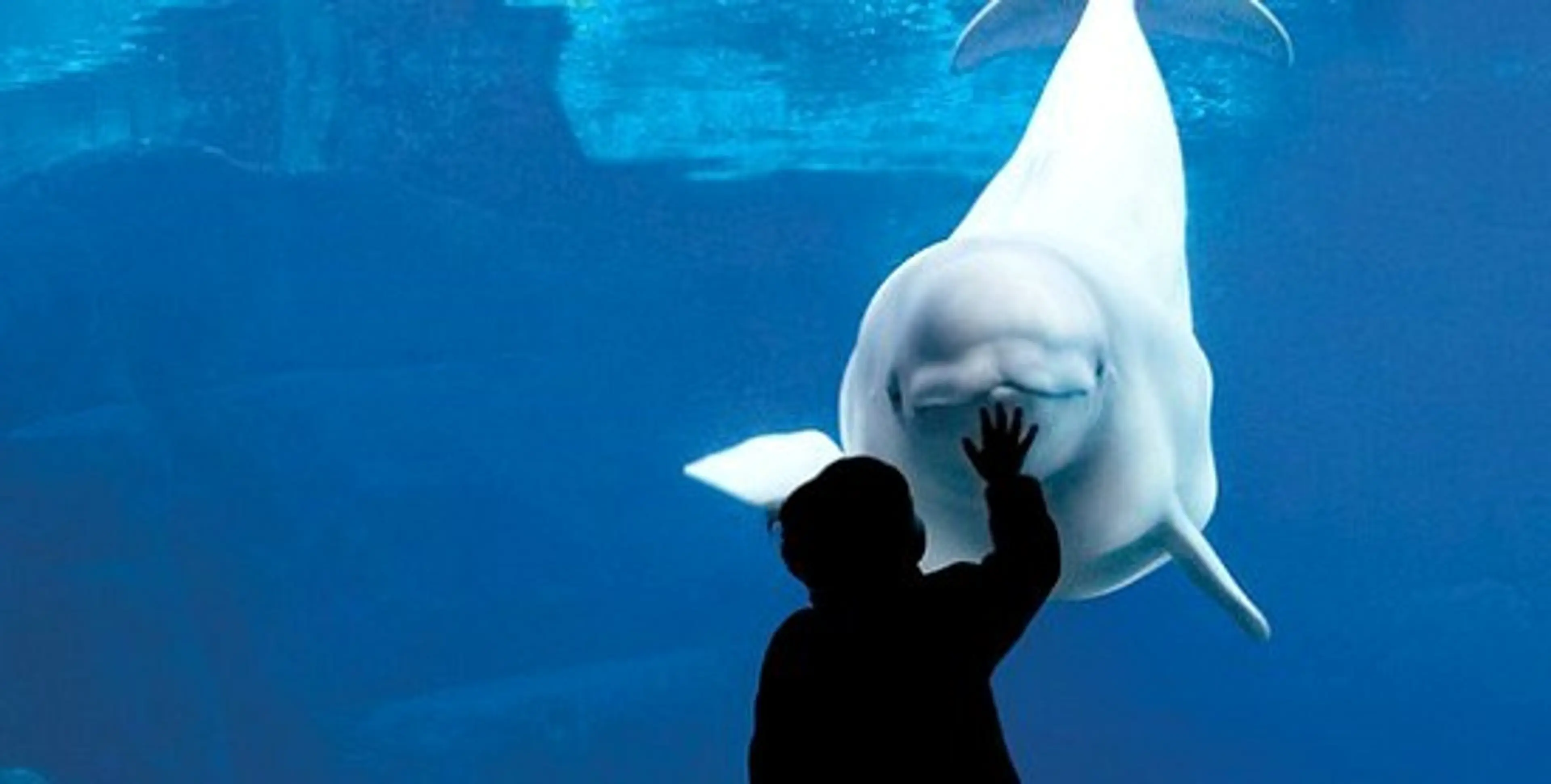 Silhouette of a child reaching out to touch a beluga whale through aquarium glass.