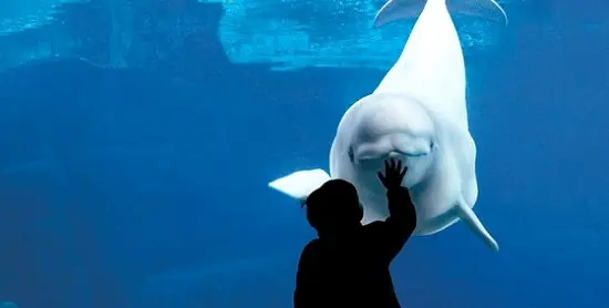 Silhouette of a child reaching out to touch a beluga whale through aquarium glass.