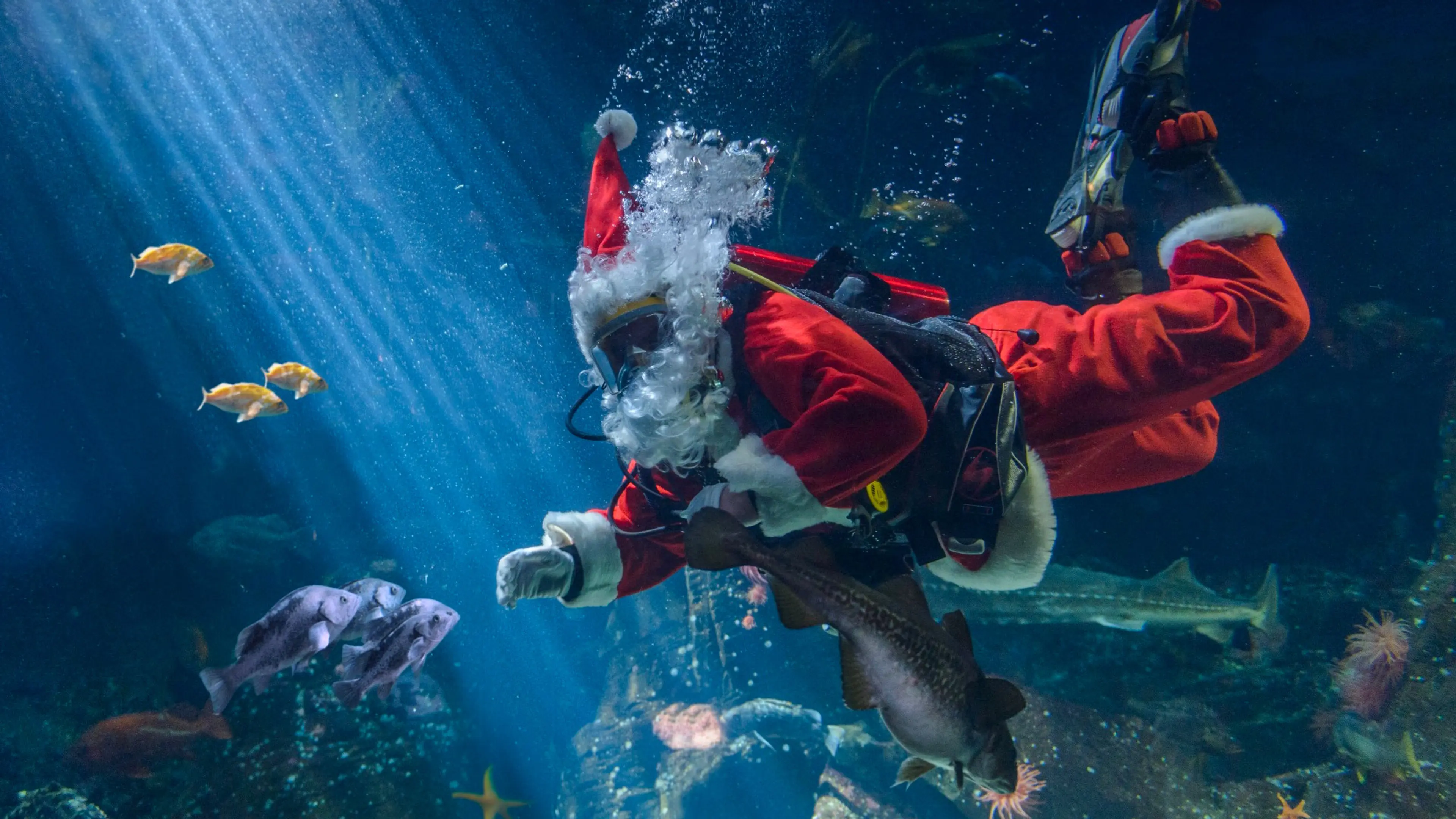 Ticket Giveaway: Holiday Traditions at the Vancouver Aquarium!