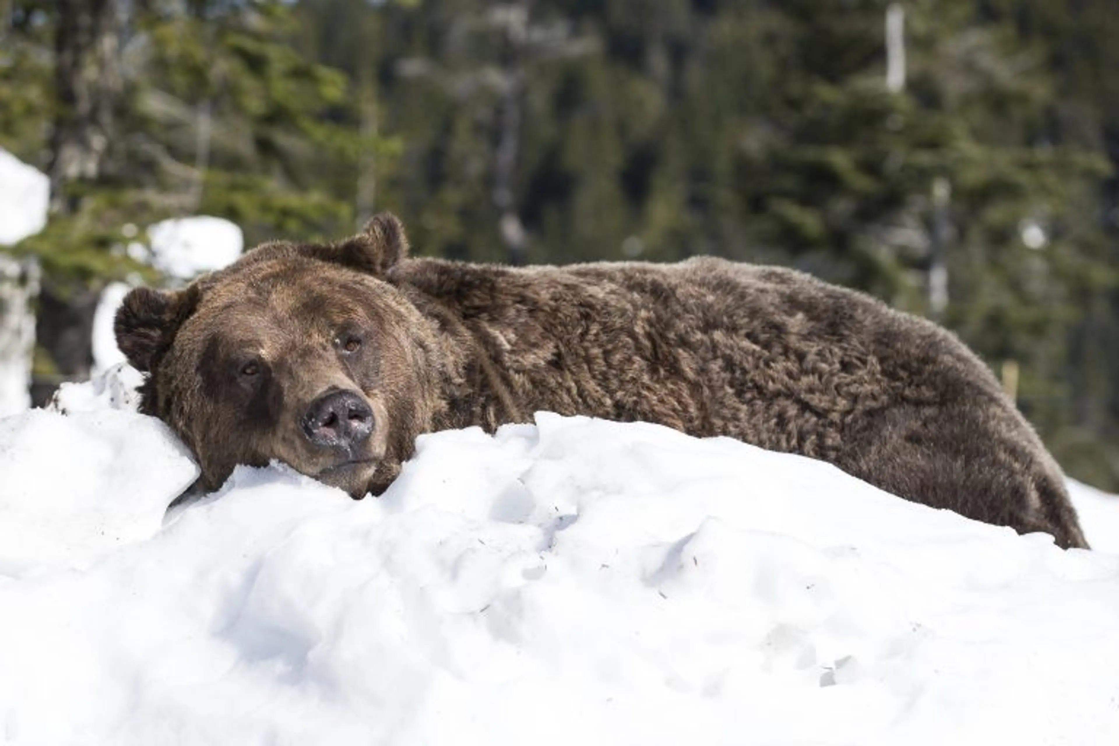 Grizzly Bears Grouse Mountain