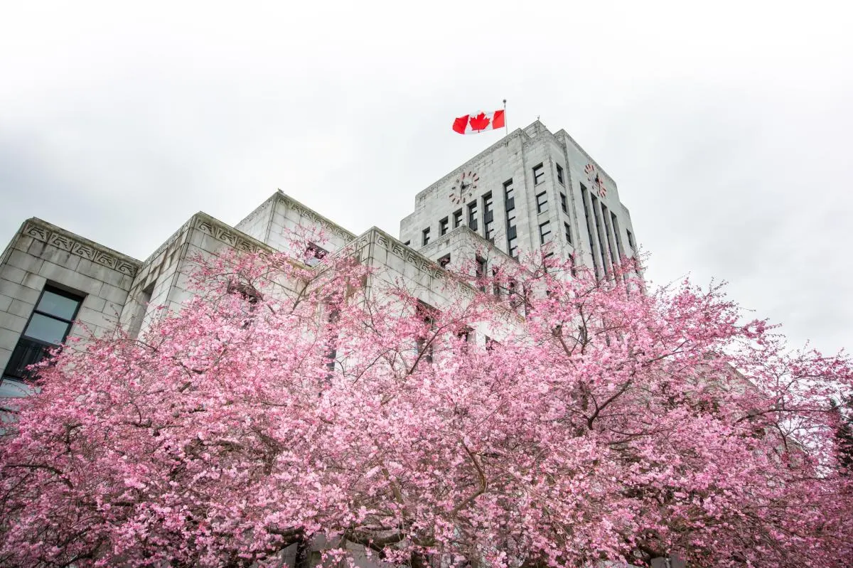 Cherry blossoms at Vancouver City Hall