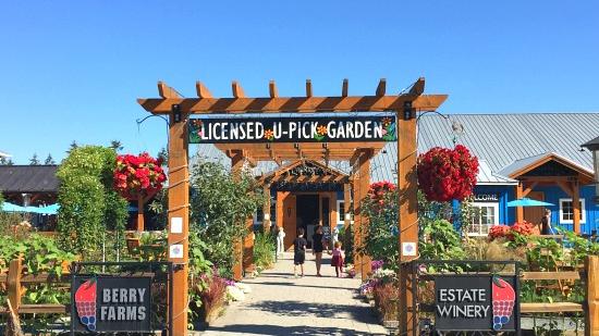 Kids In Vancouver: Get A Taste Of The Country At Krause Berry Farms